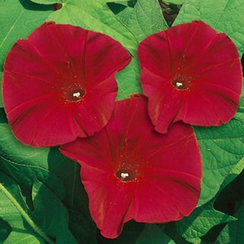 Morning Glory Seeds - Scarlett OHara