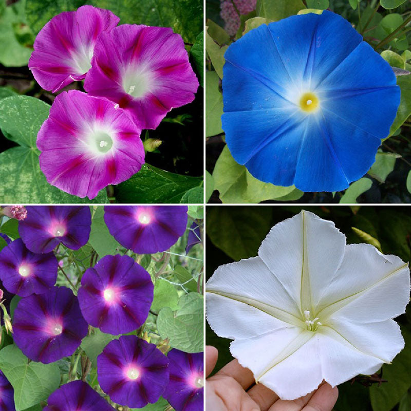 Top O' The Morning - Morning Glory Flower Seed Mix