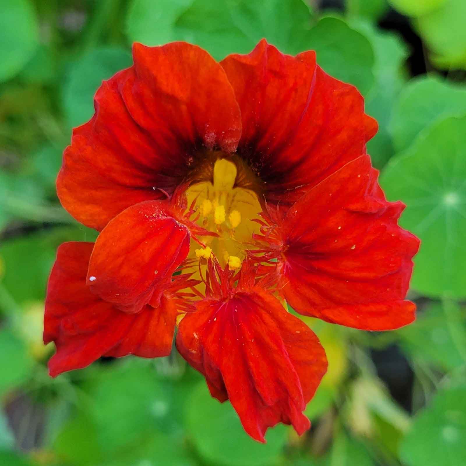 Nasturtium Seeds - Mahogany Gleam