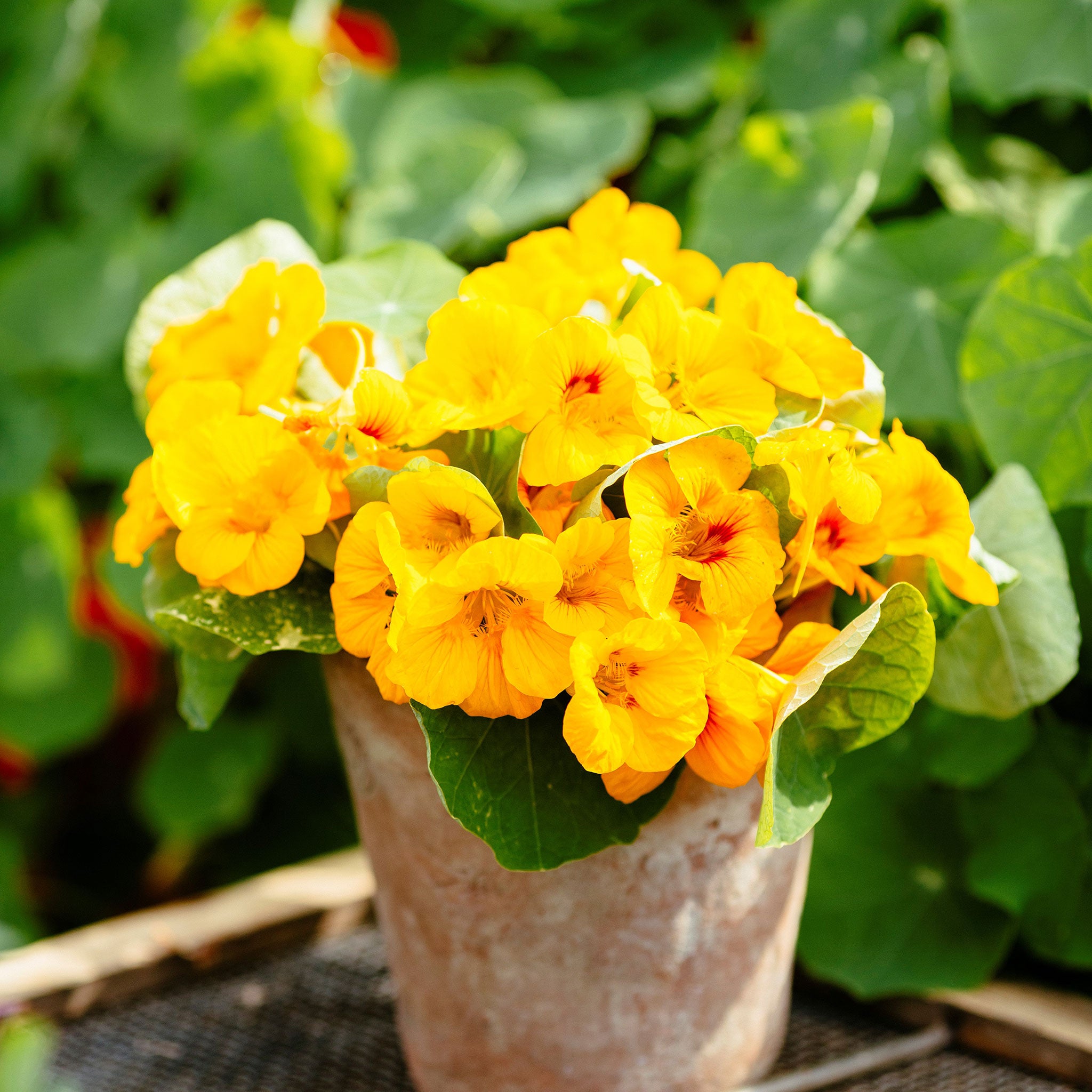 Nasturtium Seeds - Alaska Gold