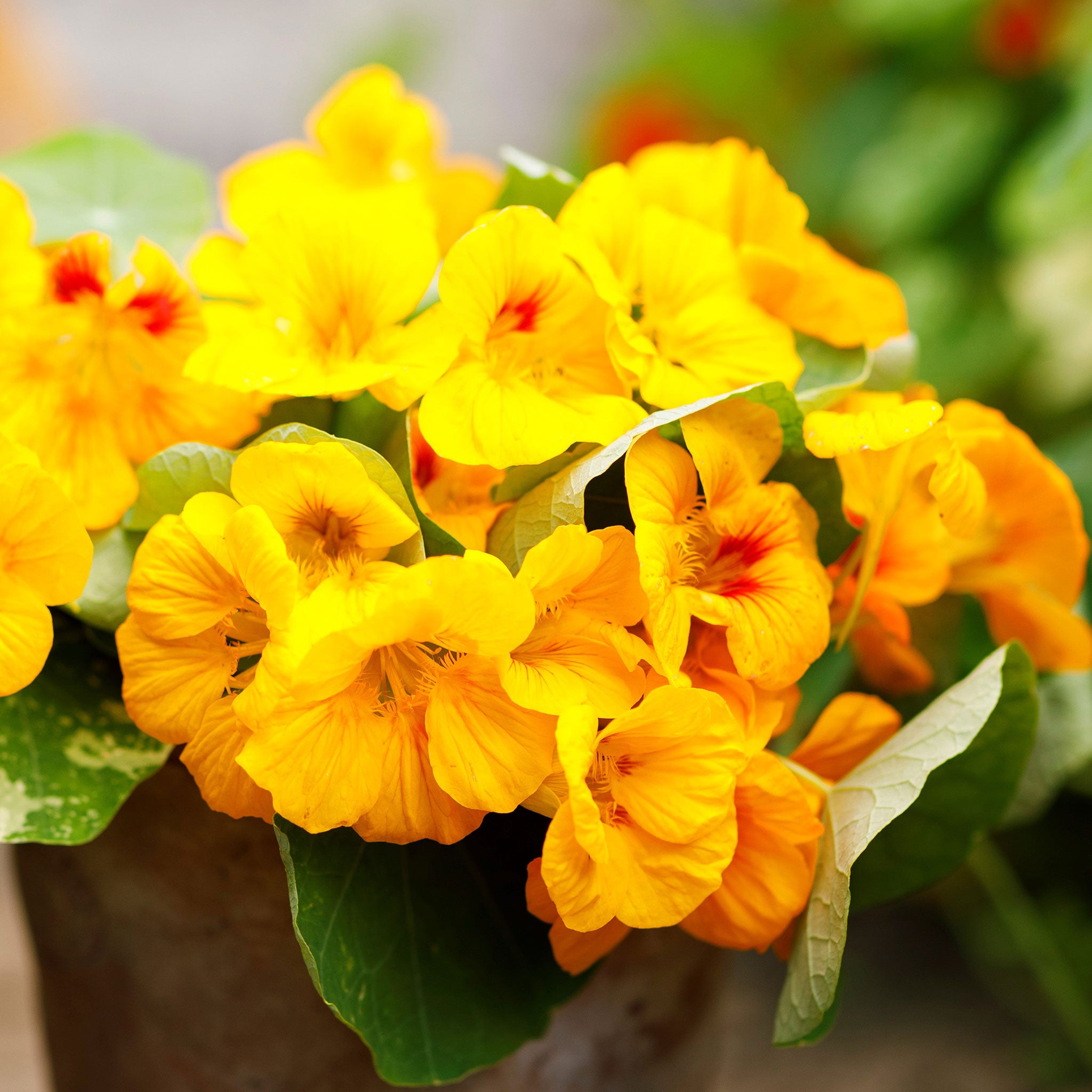 Nasturtium Seeds - Alaska Gold