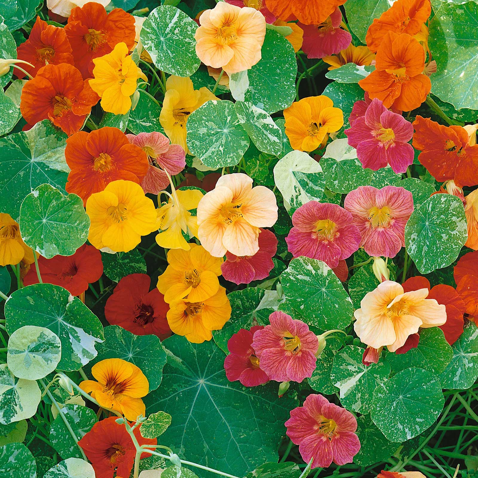 Nasturtium Seeds - Alaska Mix