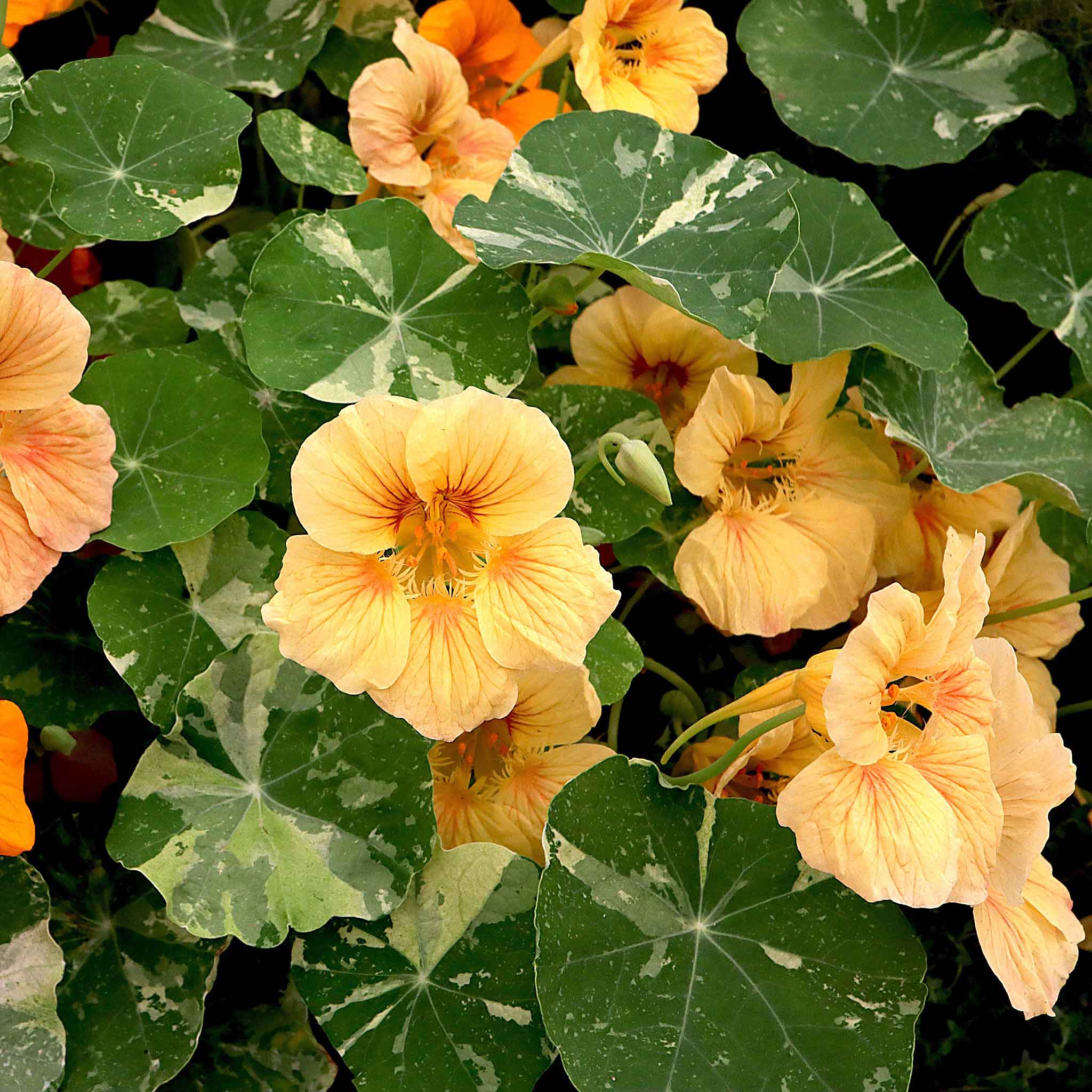 Nasturtium Seeds - Alaska Salmon