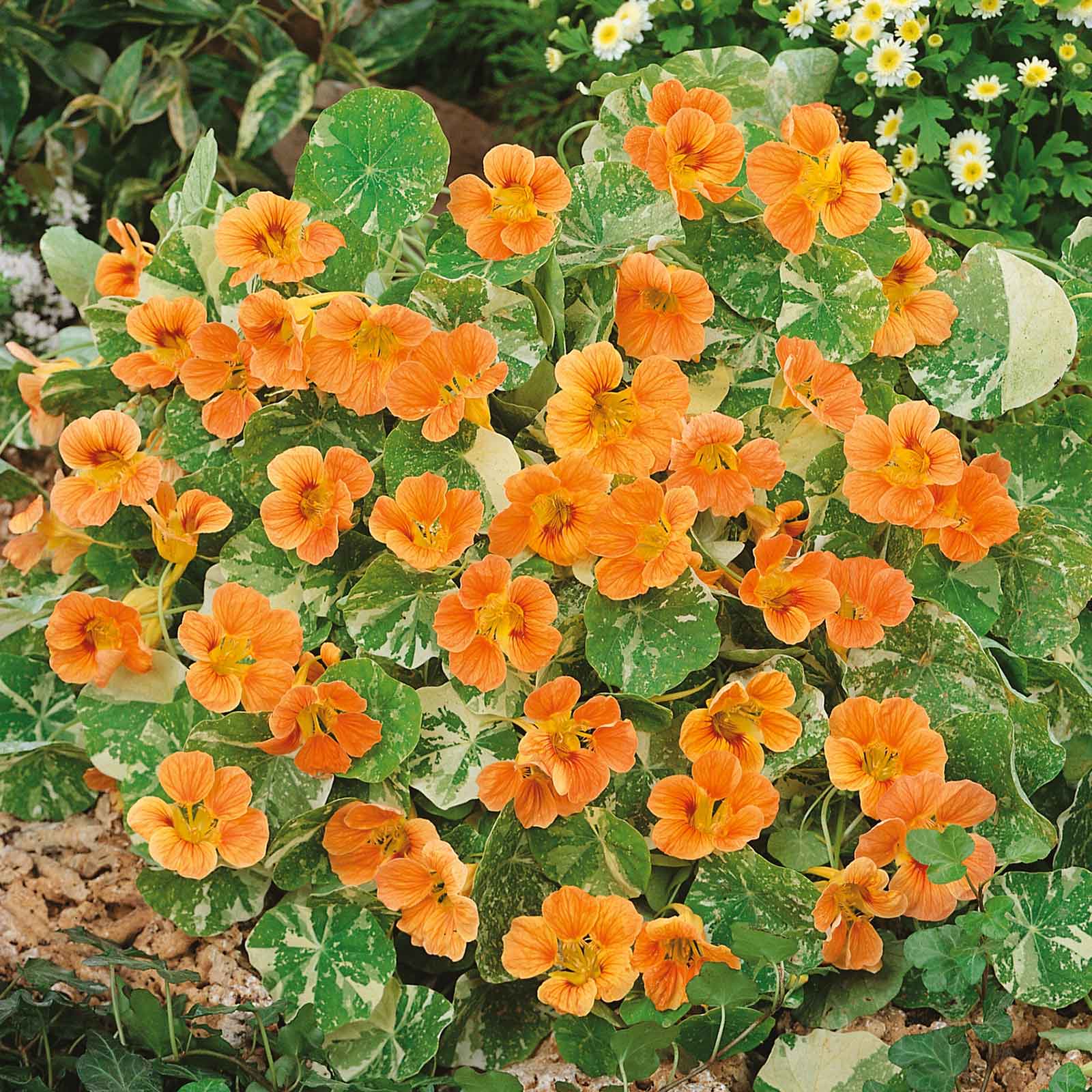 Nasturtium Seeds - Alaska Salmon