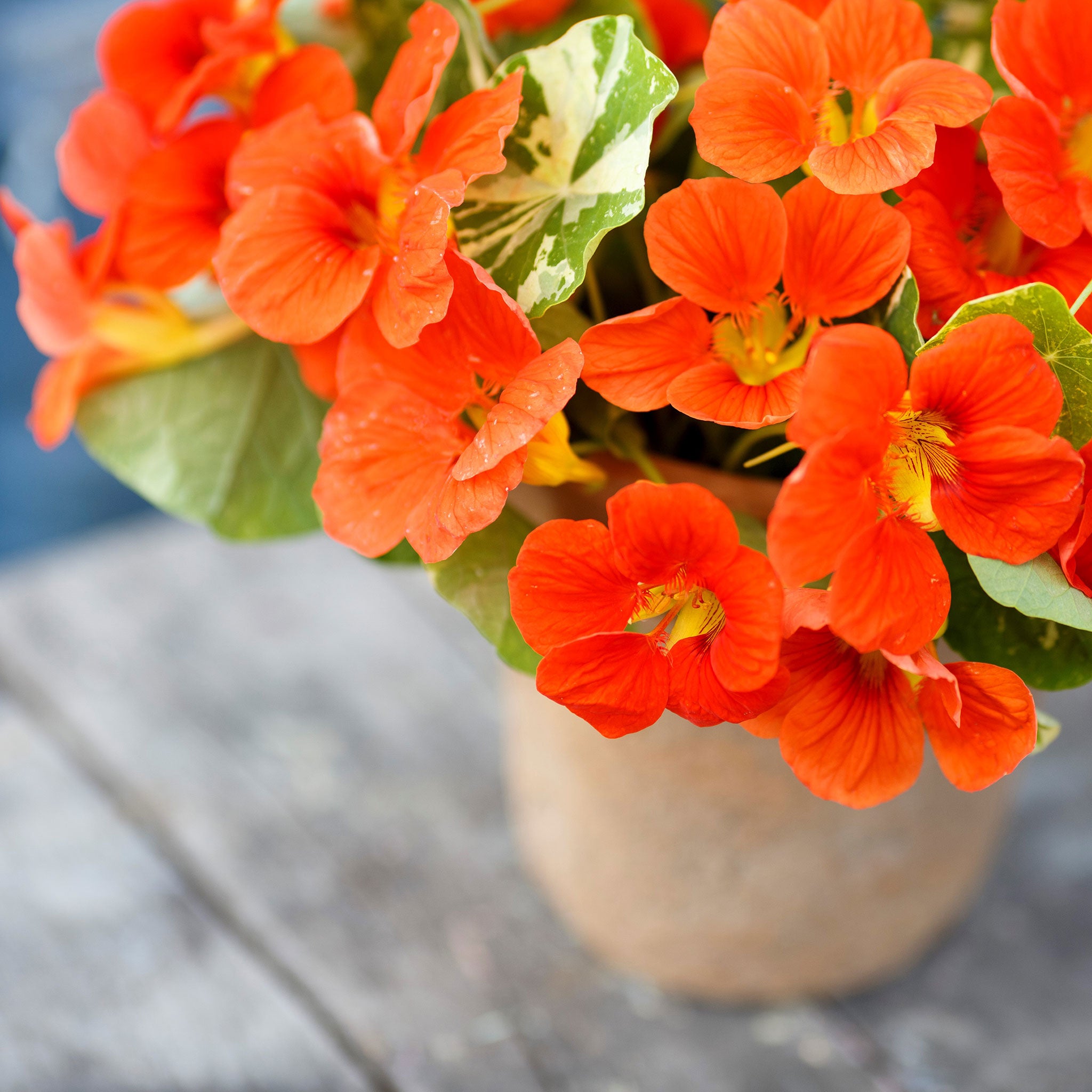 Nasturtium Seeds - Alaska Scarlet