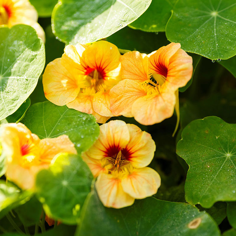 Nasturtium Seeds - Apricot