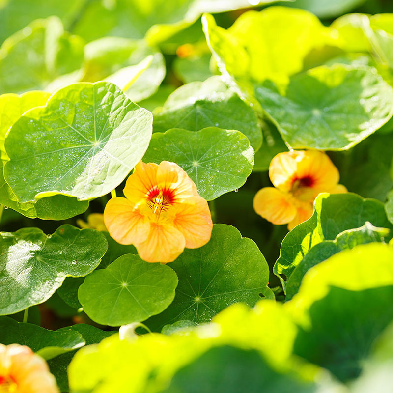 Nasturtium Seeds - Apricot