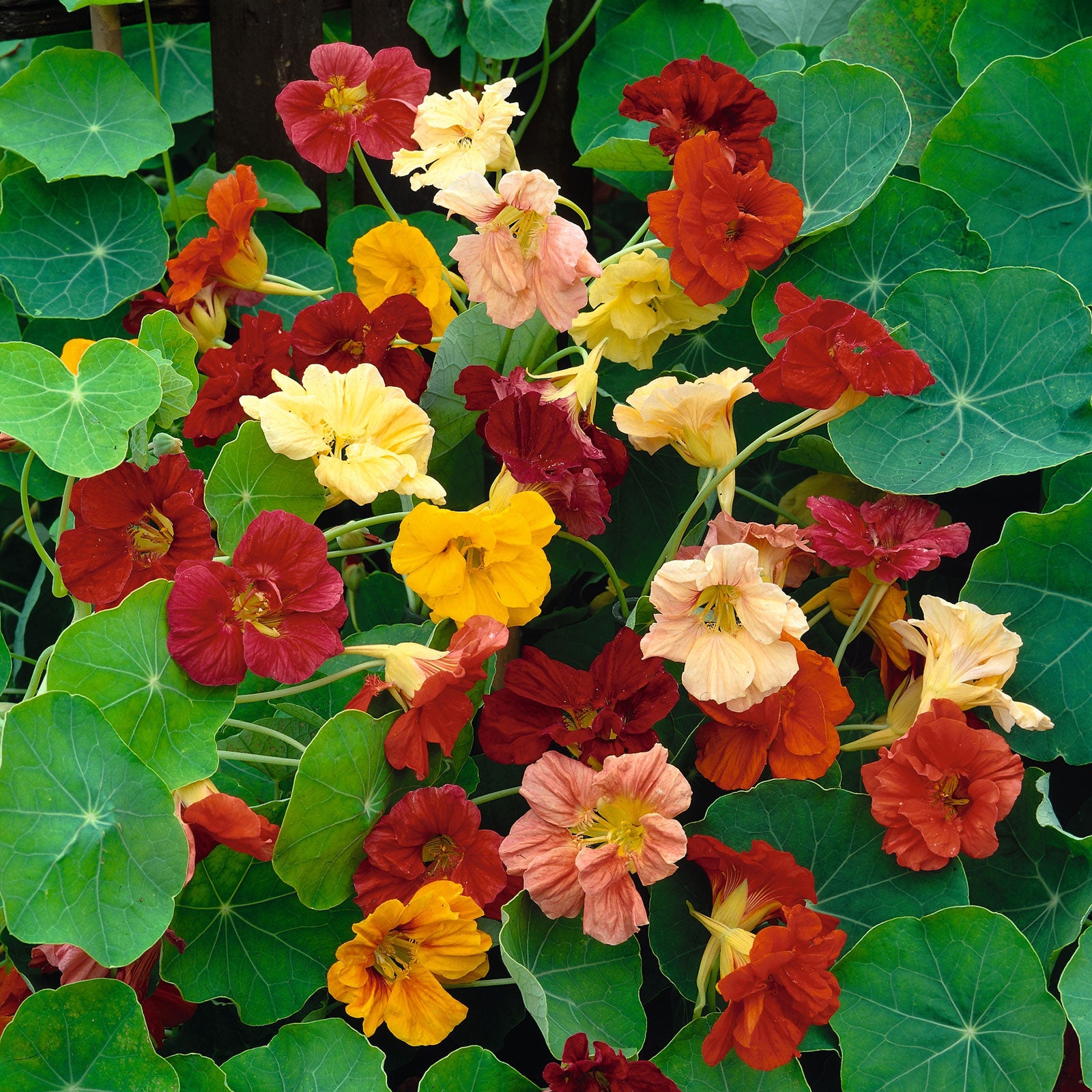 Nasturtium Seeds - Double Gleam Mix