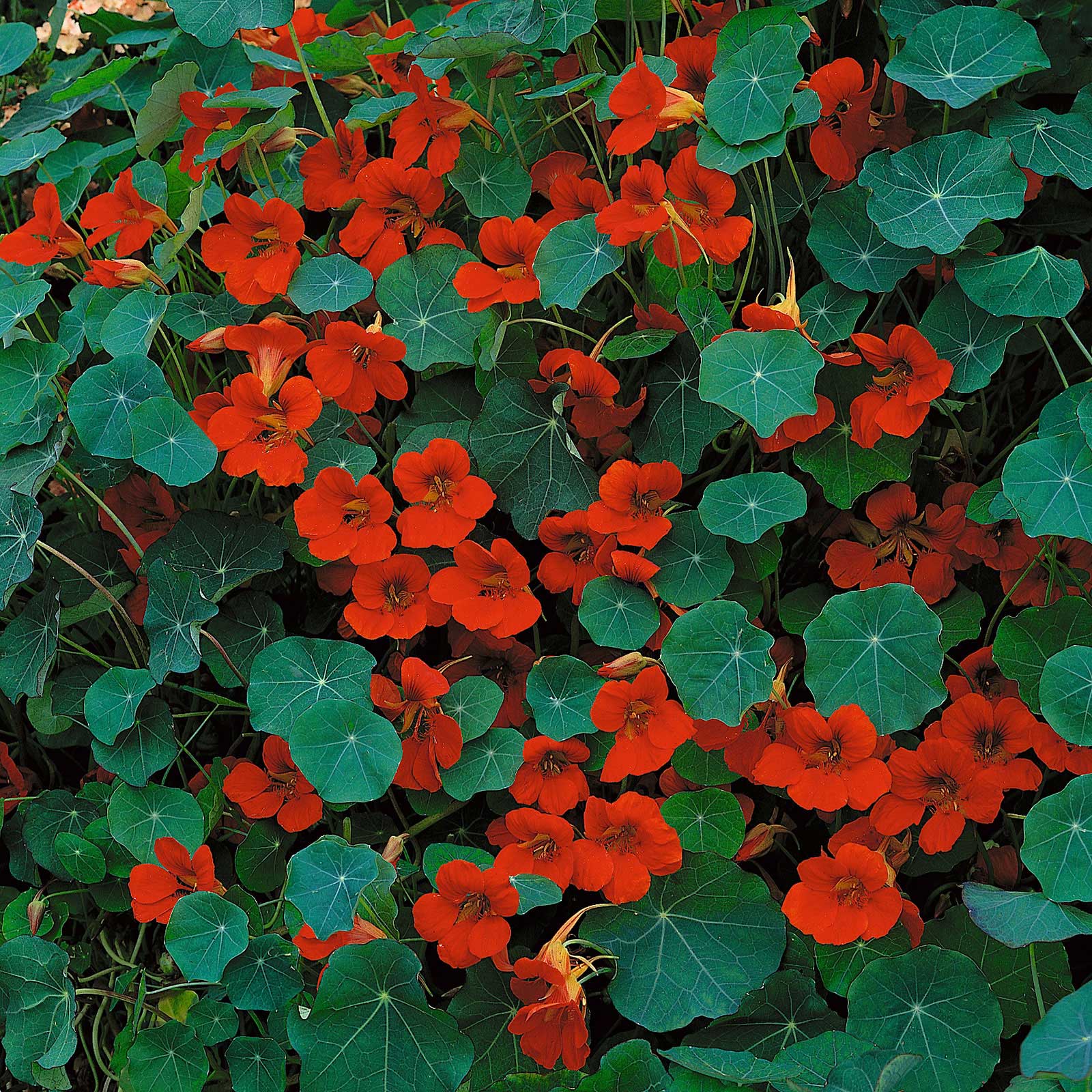 Nasturtium Seeds - Empress of India