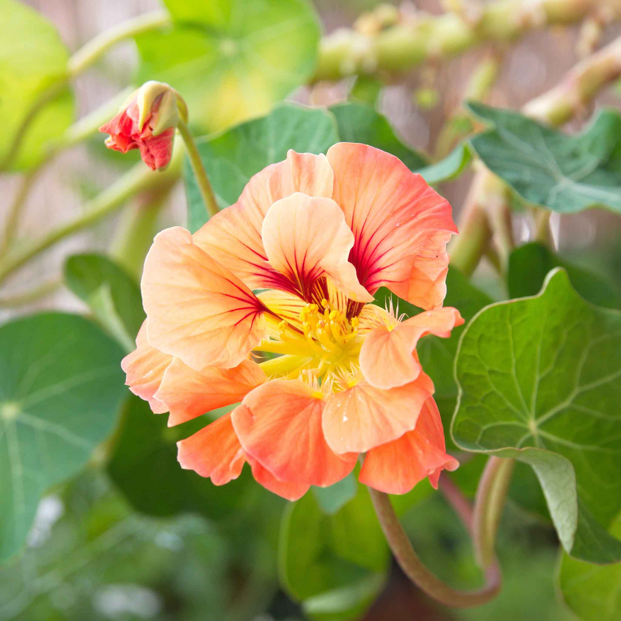 Nasturtium Seeds - Gleam Salmon