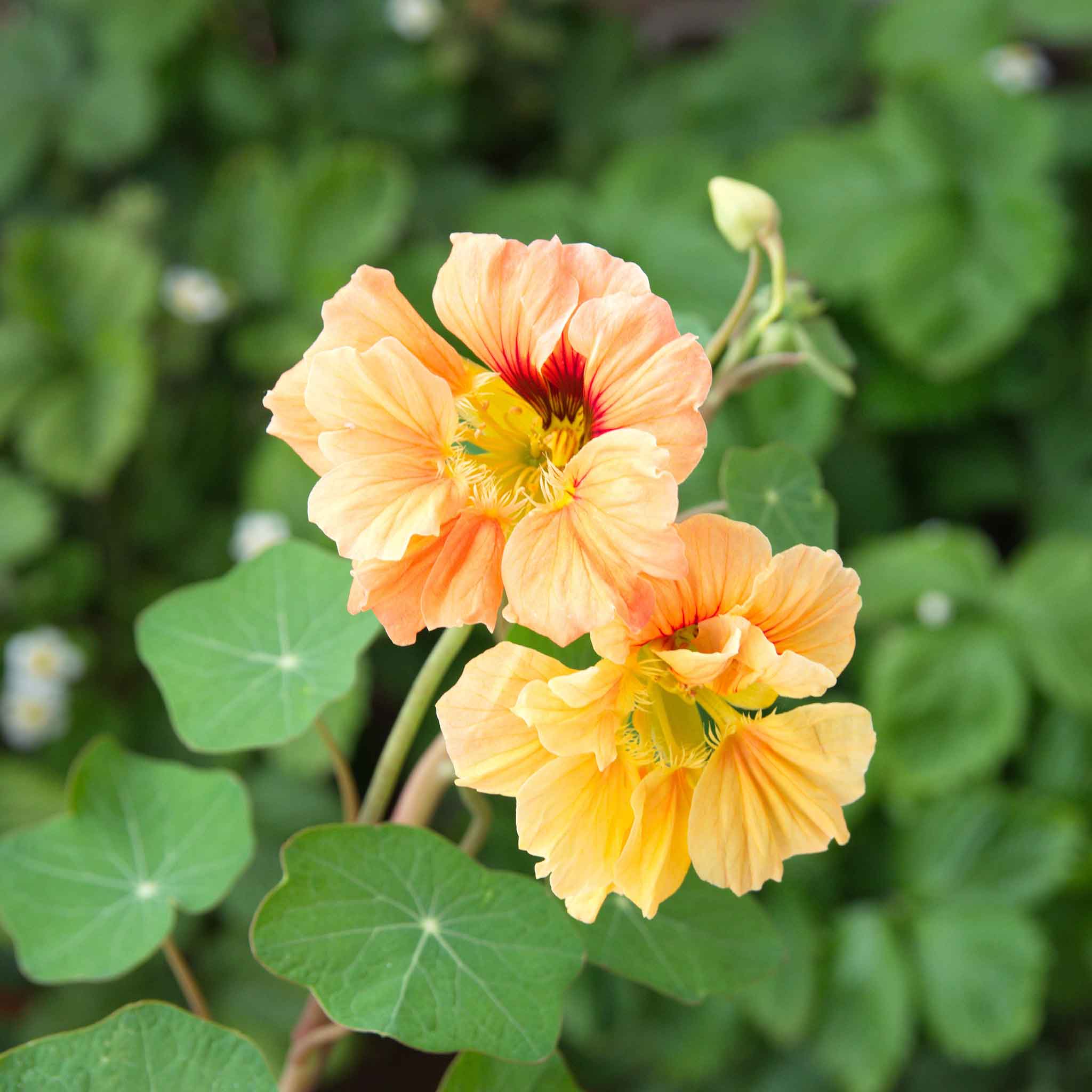 Nasturtium Seeds - Gleam Salmon