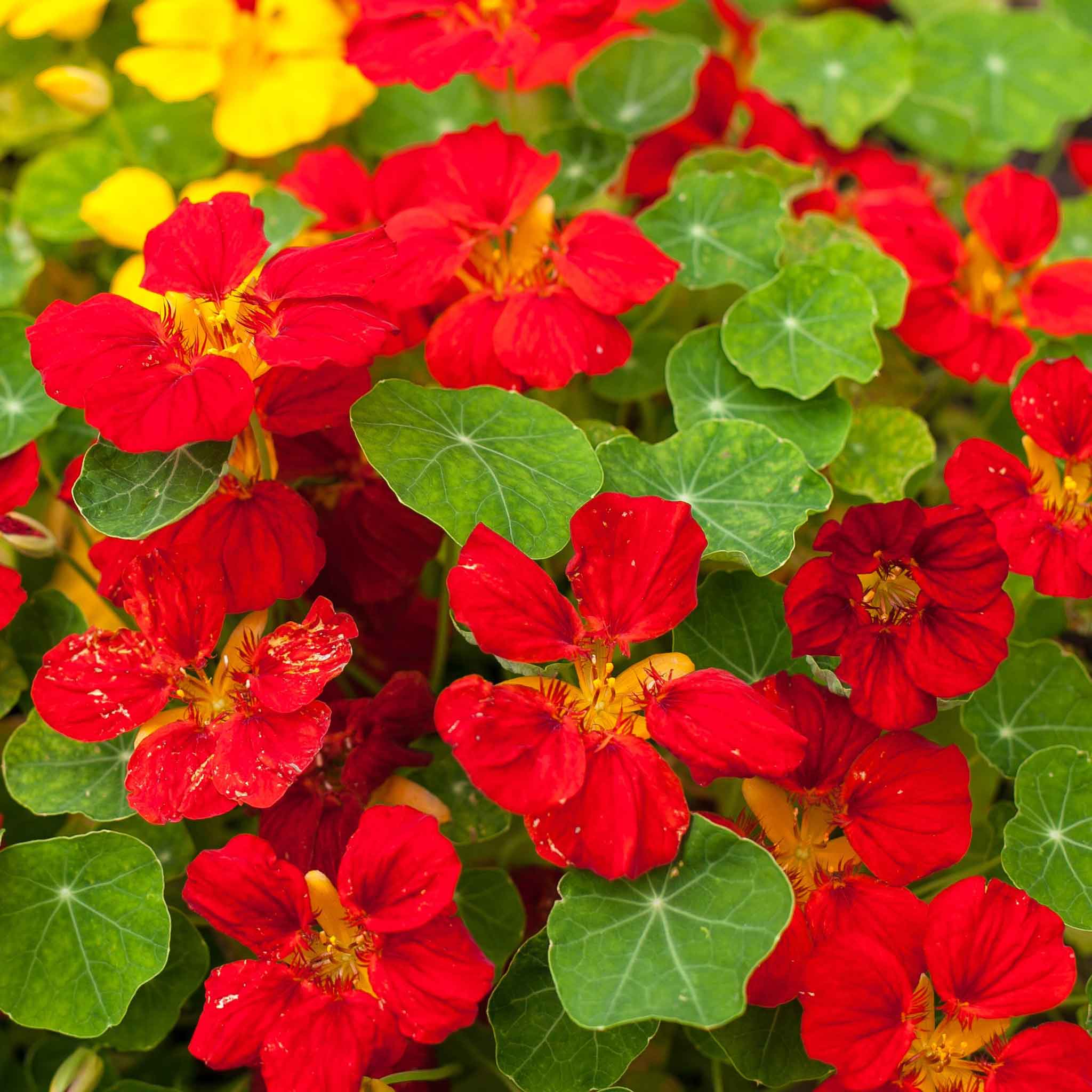 Nasturtium Seeds - Globe of Fire