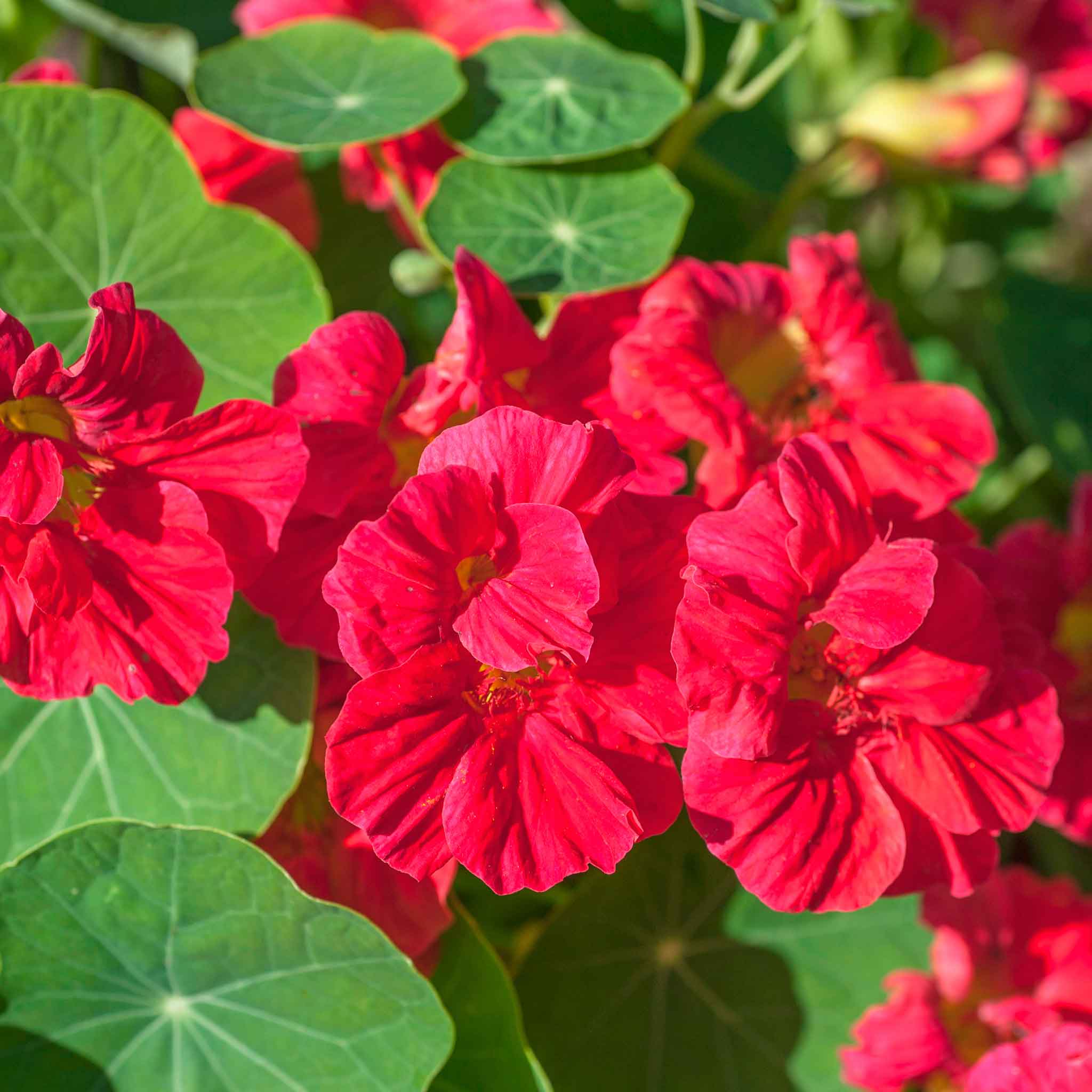 Nasturtium Seeds - Jewel Cherry Rose