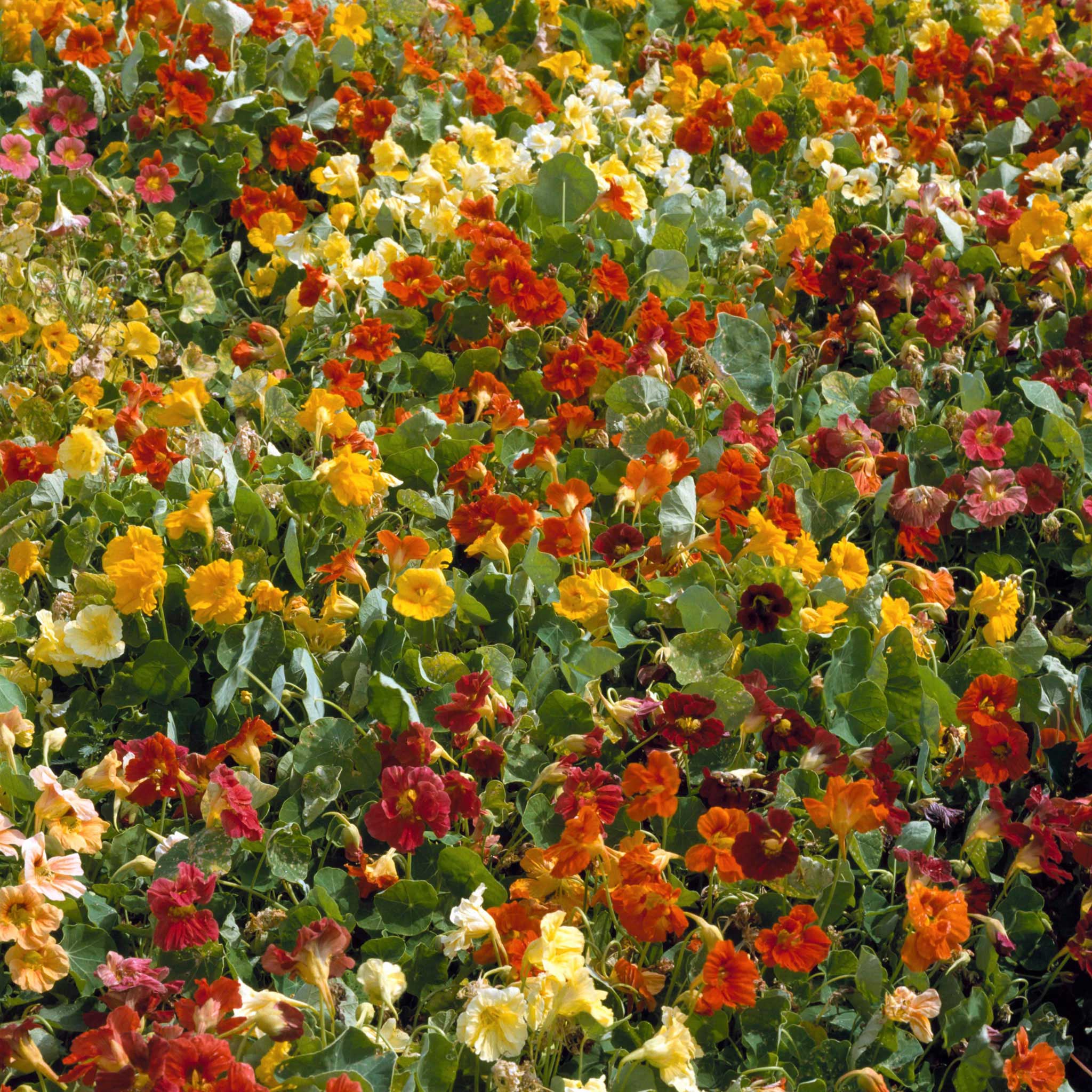 Nasturtium Seeds - Jewel Mix