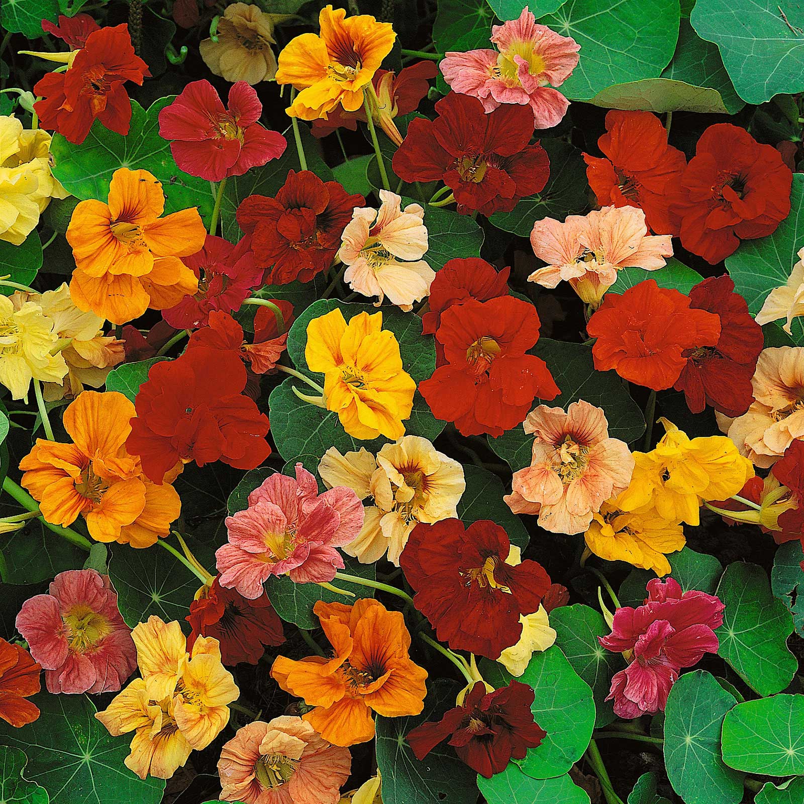 Nasturtium Seeds - Jewel Mix