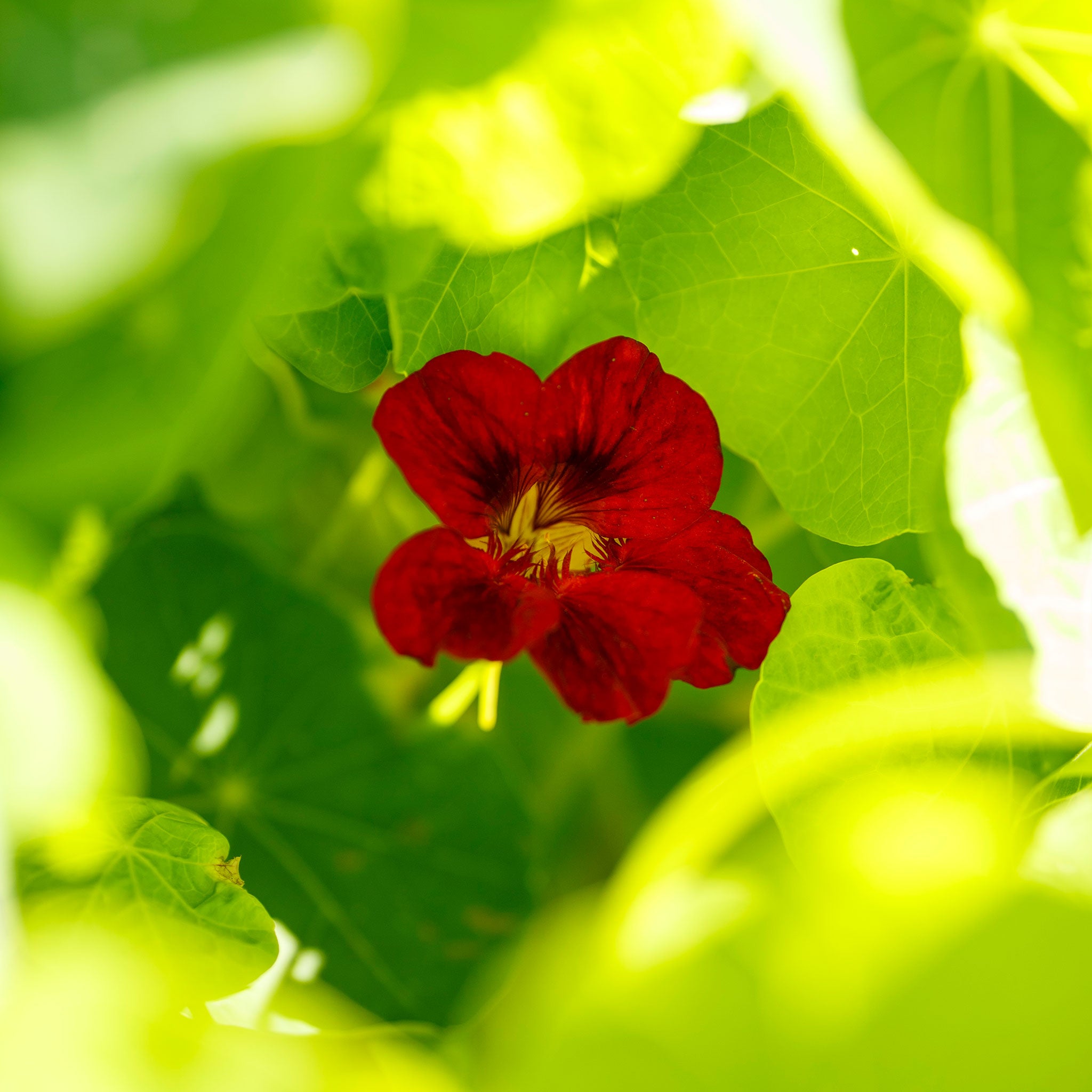 Nasturtium Seeds - Mahogany Gleam