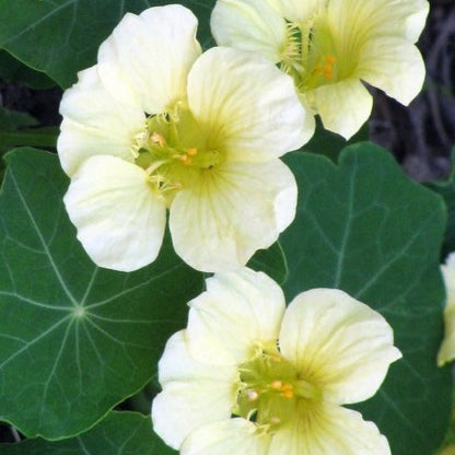 Nasturtium Seeds - Moonlight