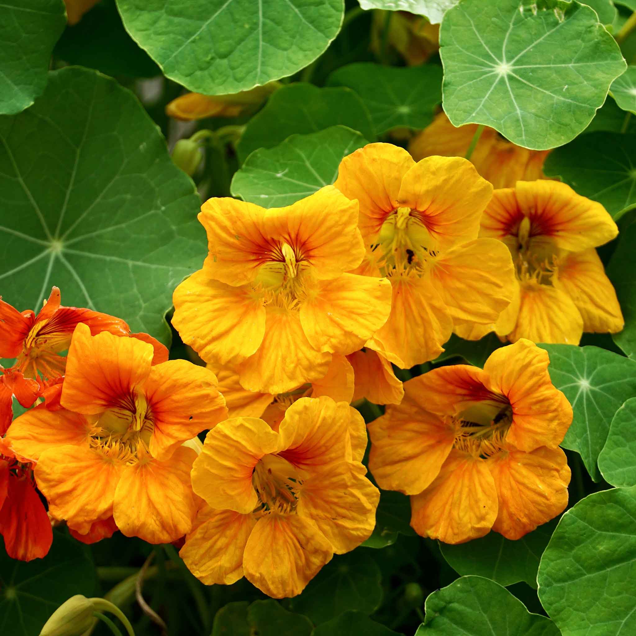 Nasturtium Seeds - Orange Gleam