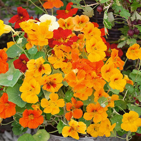 Organic Nasturtium Seeds - Jewel Mix