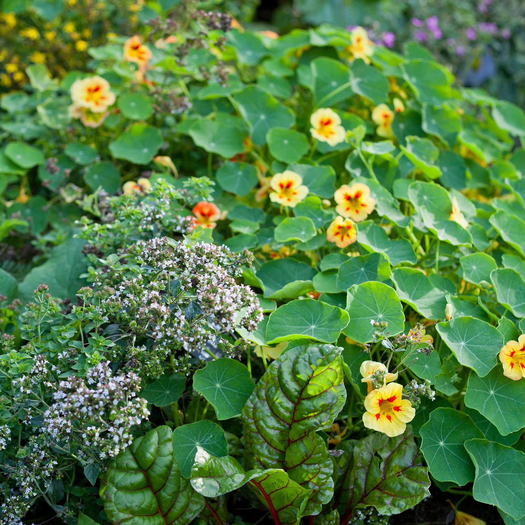 Nasturtium Seeds - Peach Melba