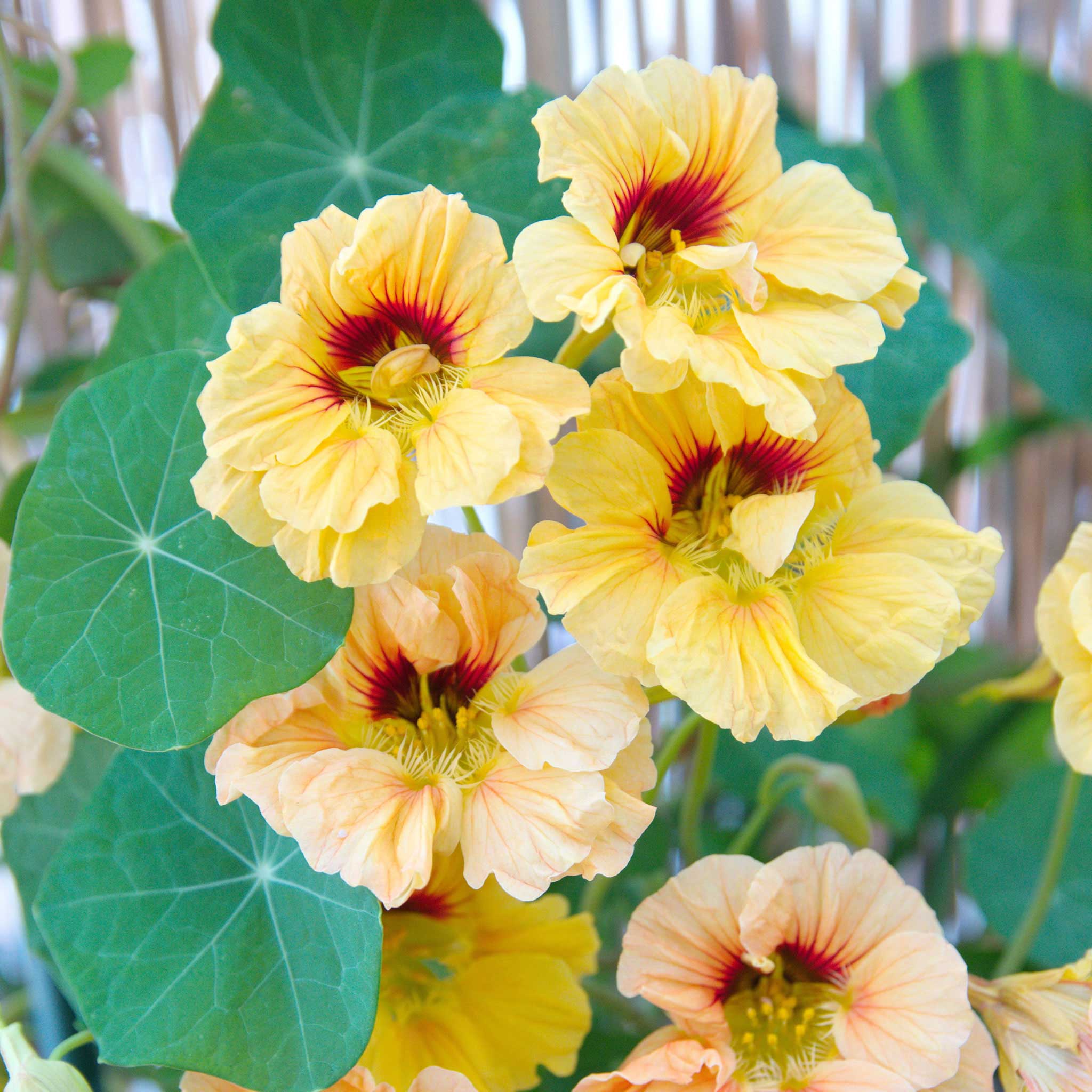 Nasturtium Seeds - Peach Melba