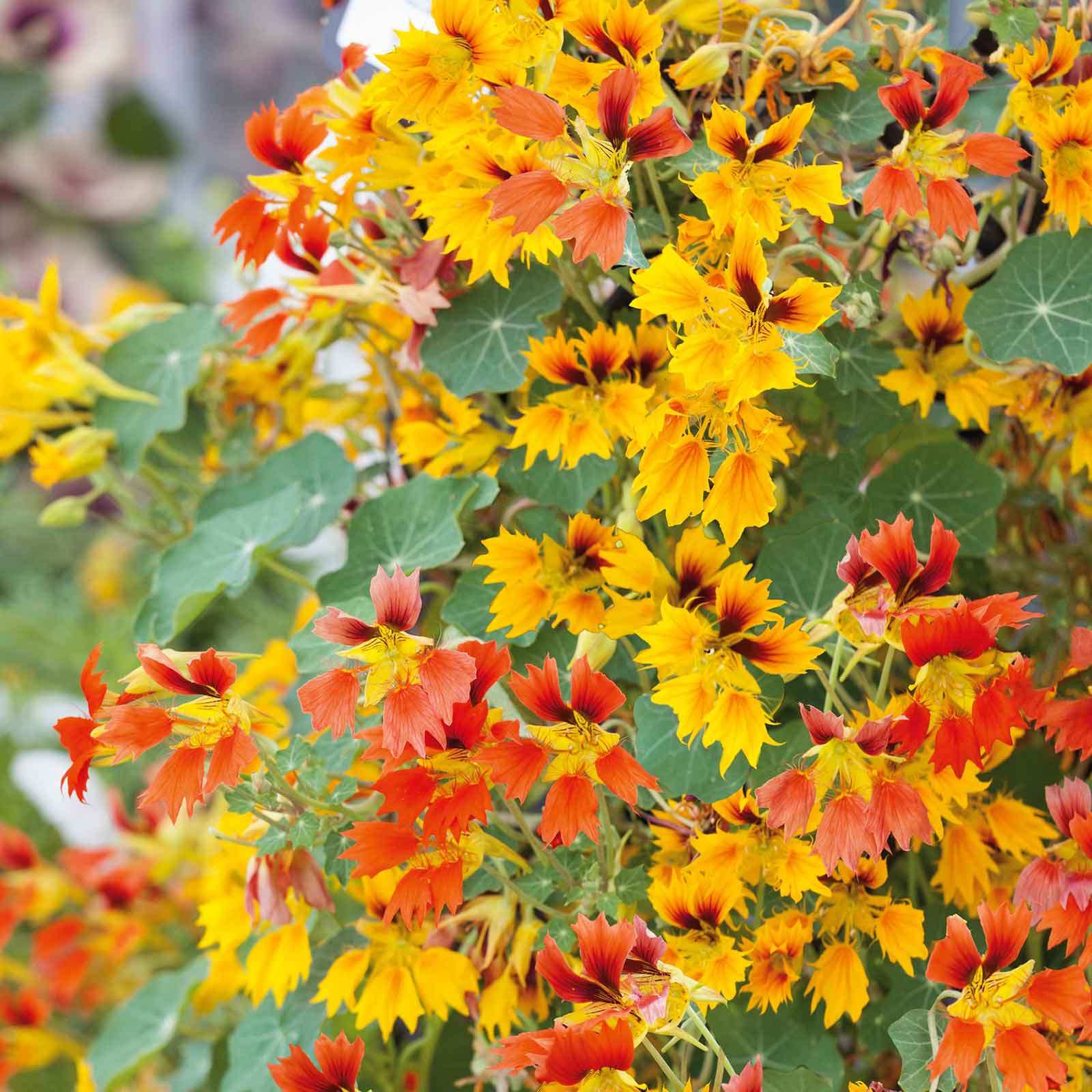 Nasturtium Seeds - Phoenix