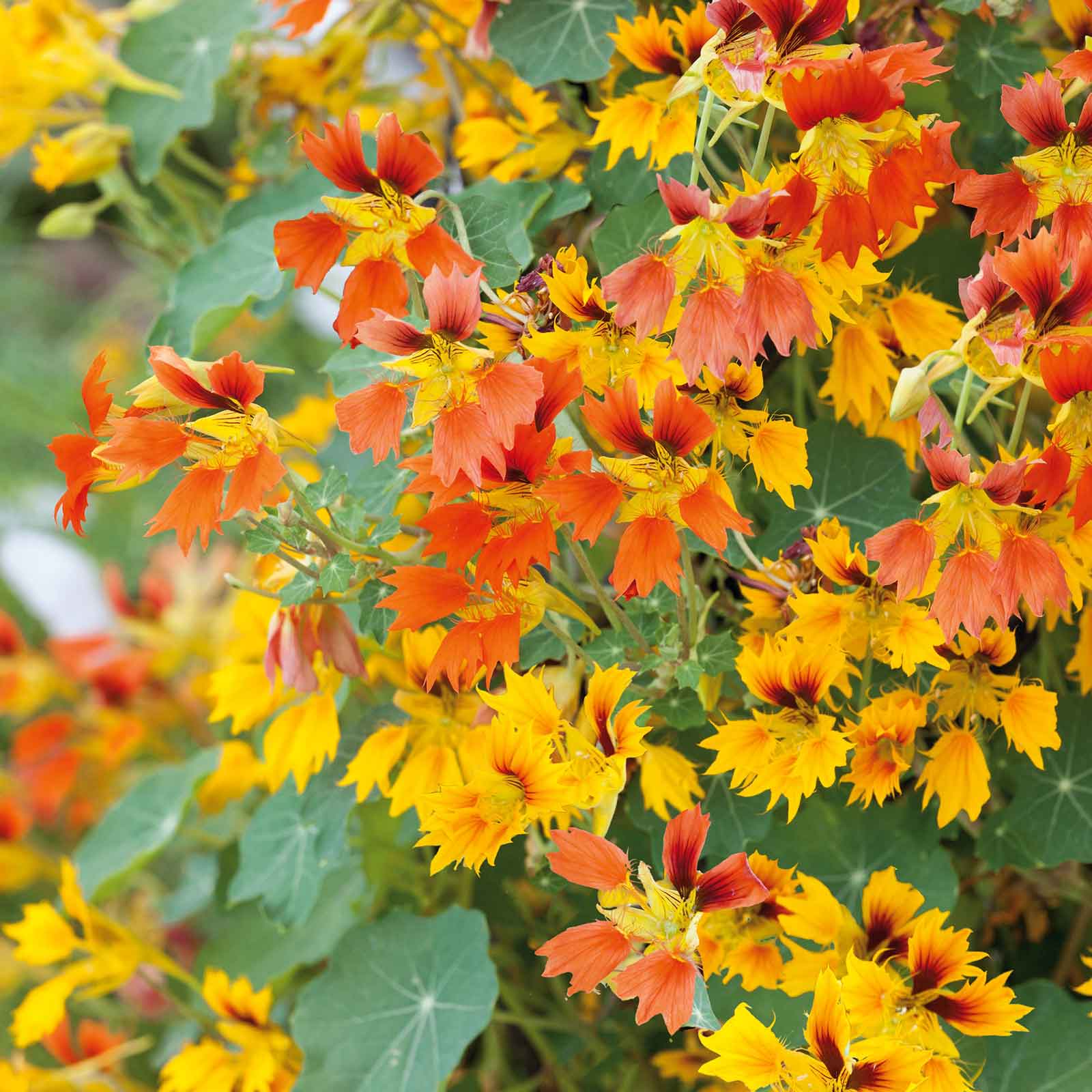 Nasturtium Seeds - Phoenix