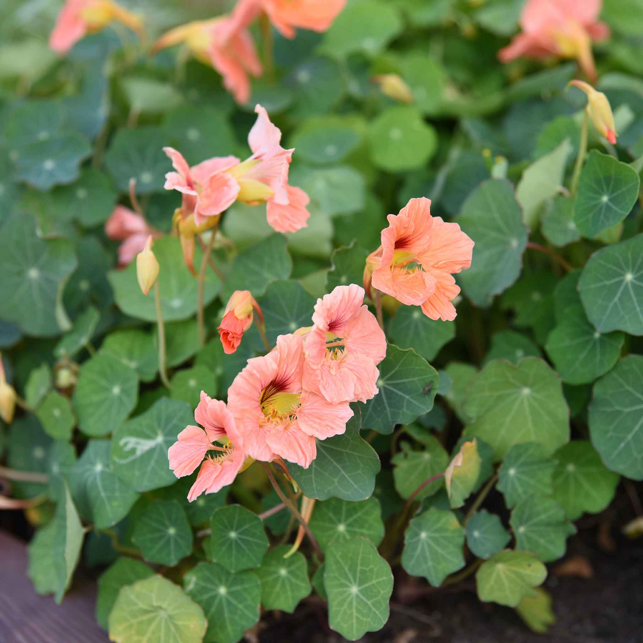 Nasturtium Seeds - Salmon Baby