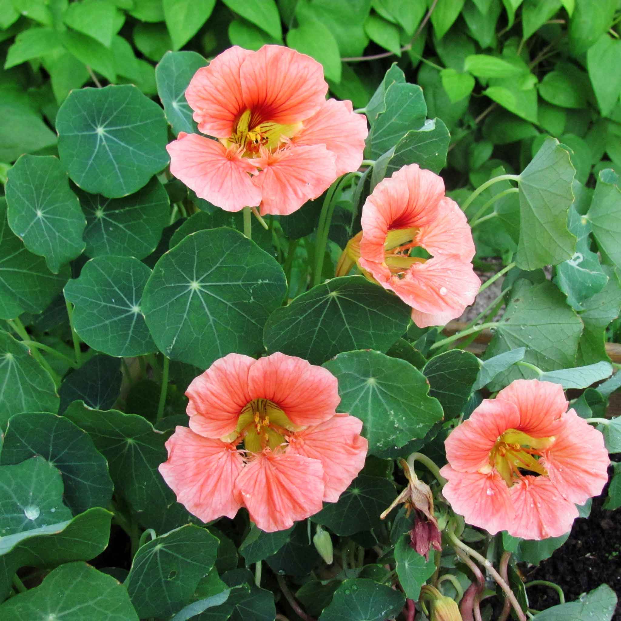 Nasturtium Seeds - Salmon Baby