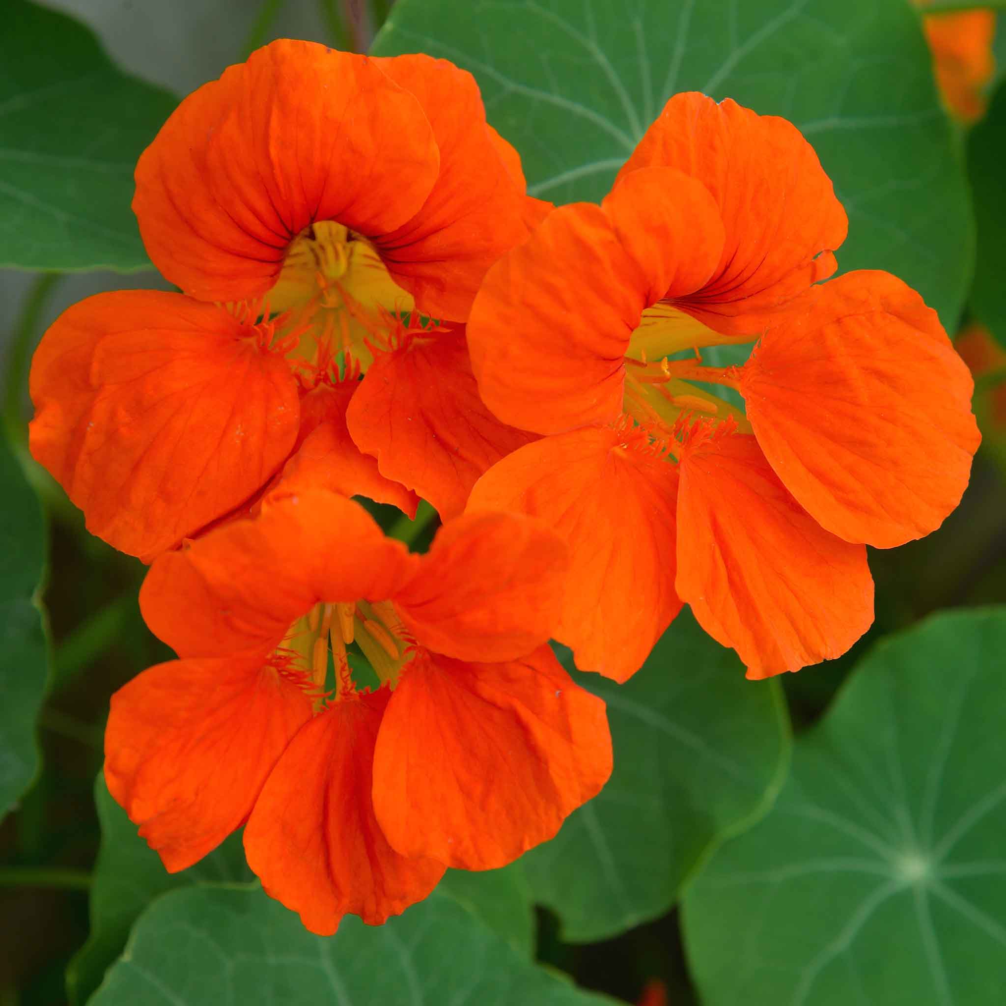 Nasturtium Seeds - Spitfire