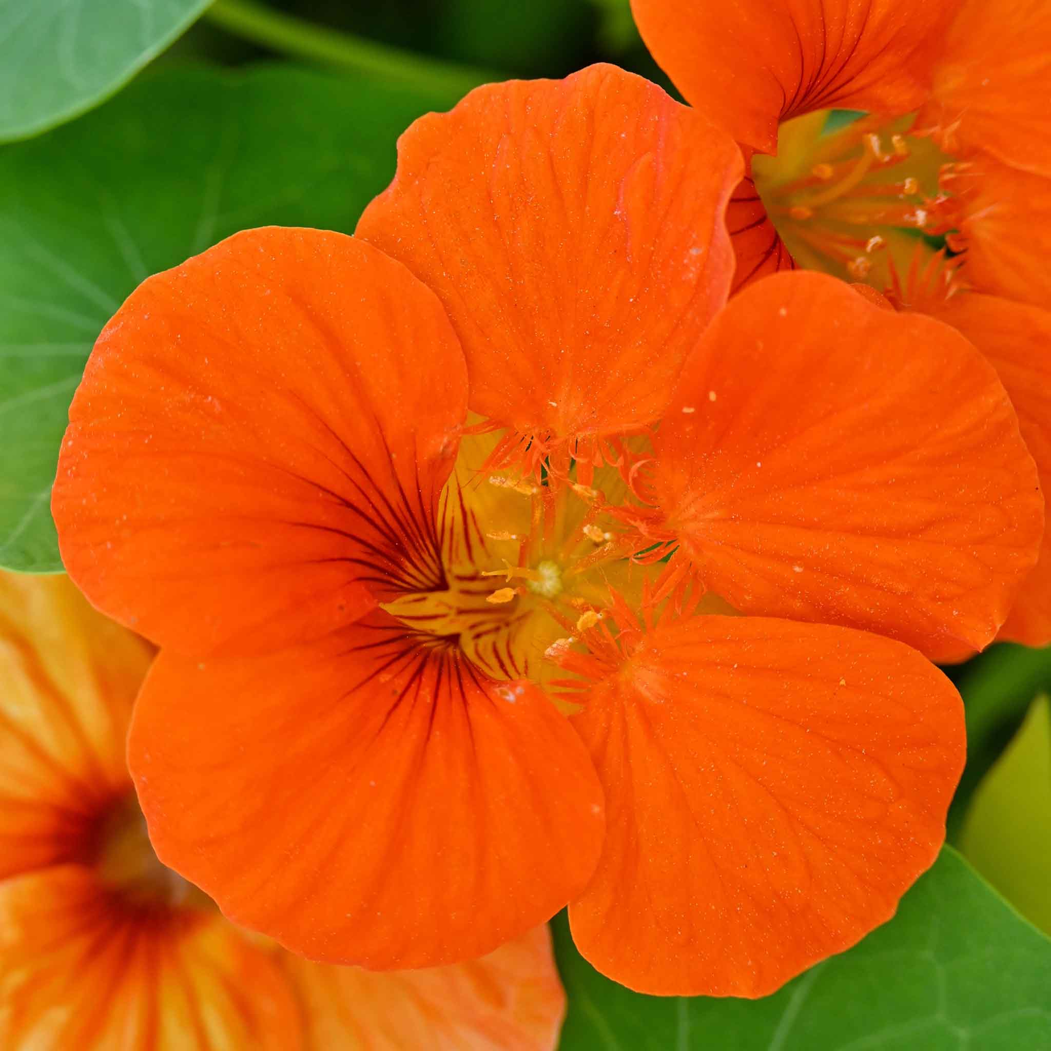 Nasturtium Seeds - Spitfire