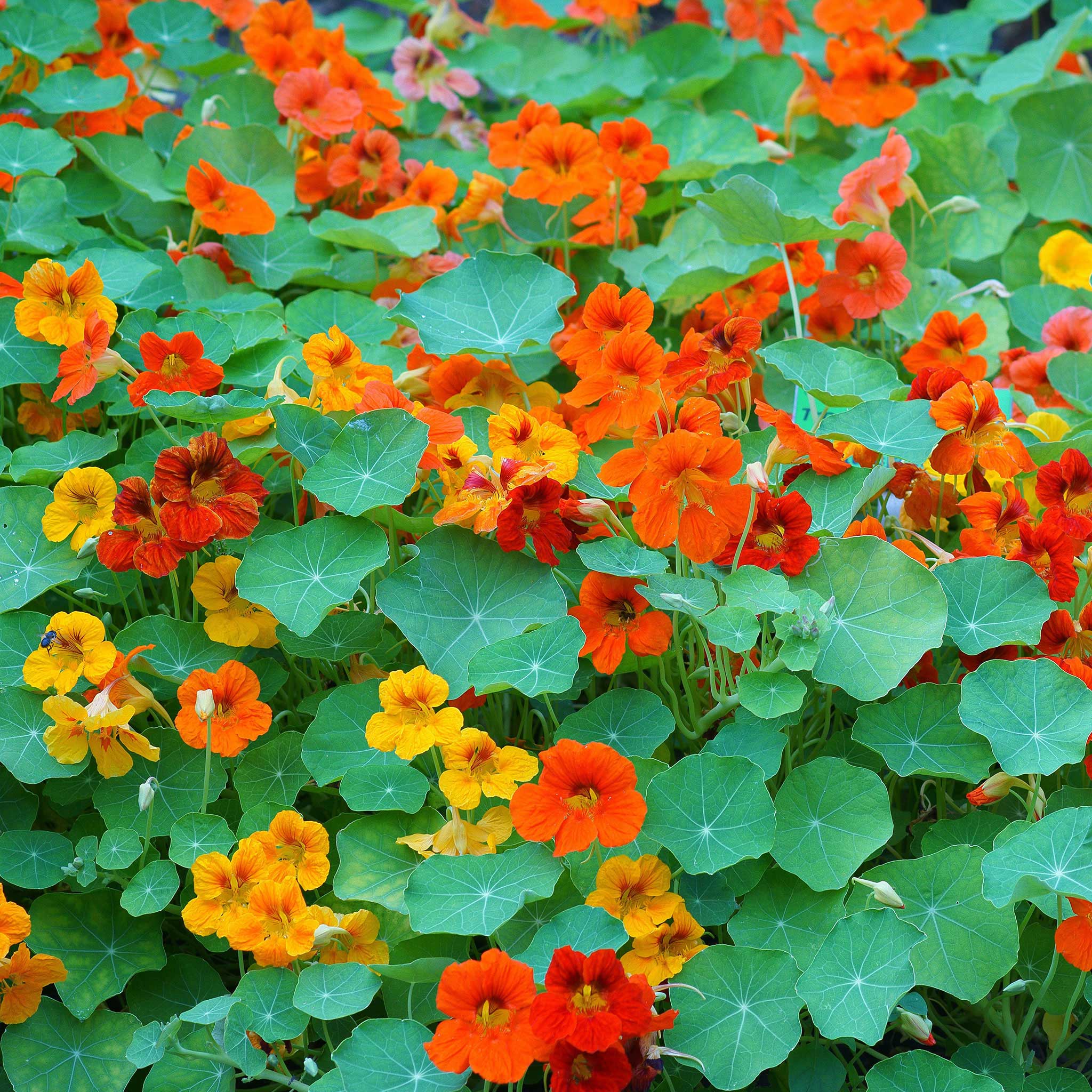 Nasturtium Seeds - Mixed Colors