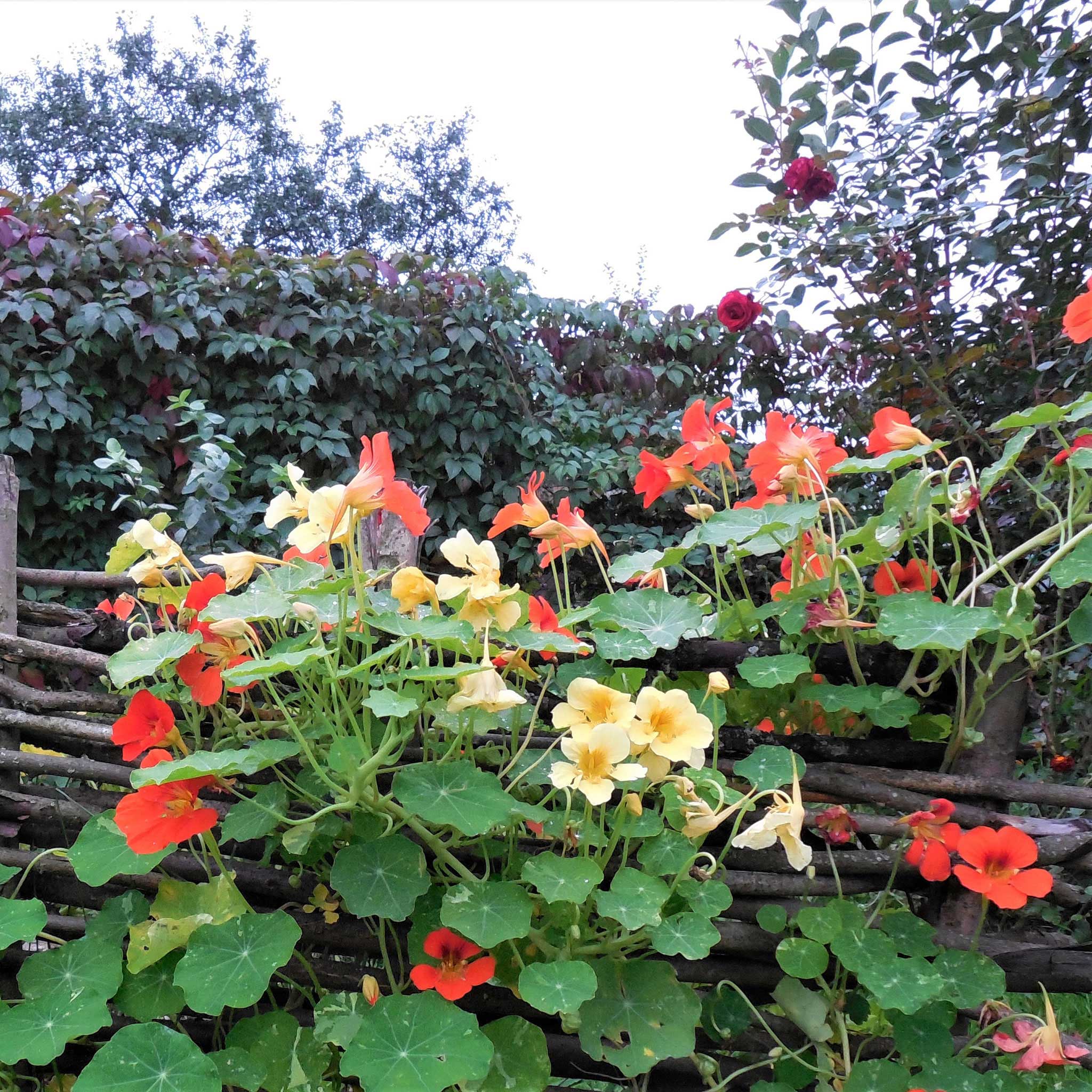 Nasturtium Seeds - Mixed Colors