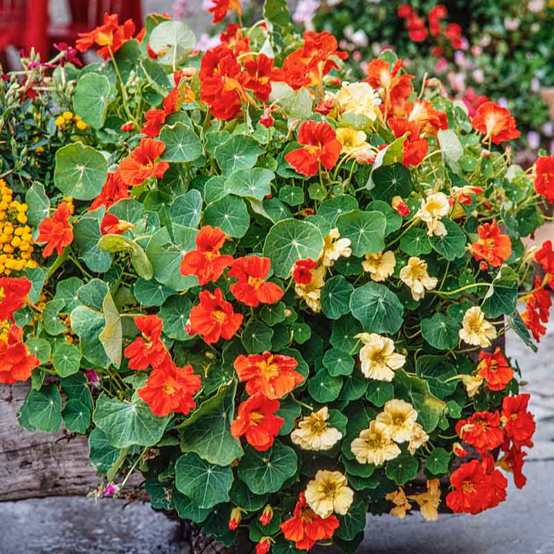 Nasturtium Seeds - Tom Thumb Mix