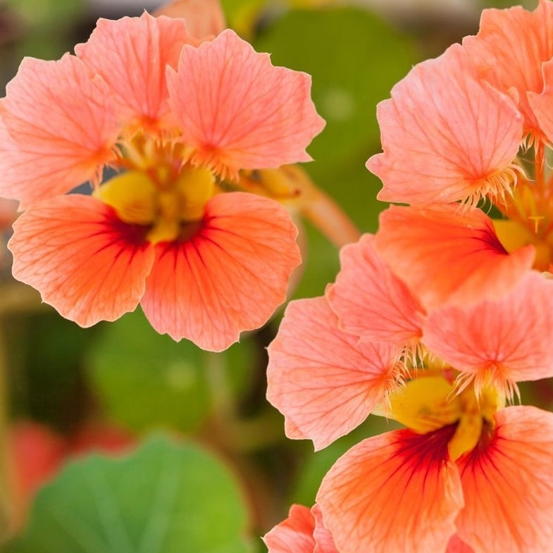 Nasturtium Seeds - Vesuvius