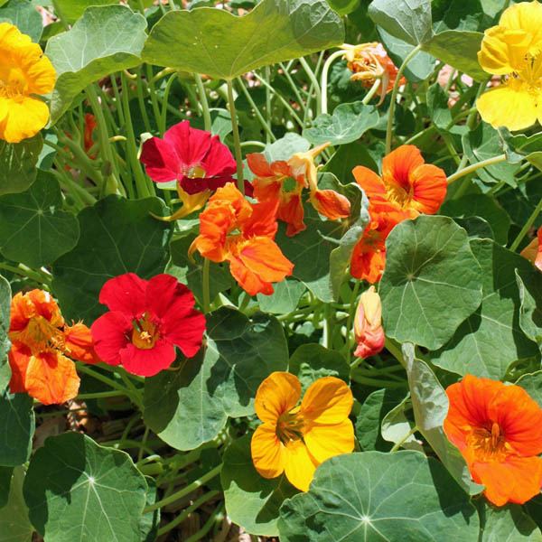 Nasturtium Seeds - Whirleybird Double Mix