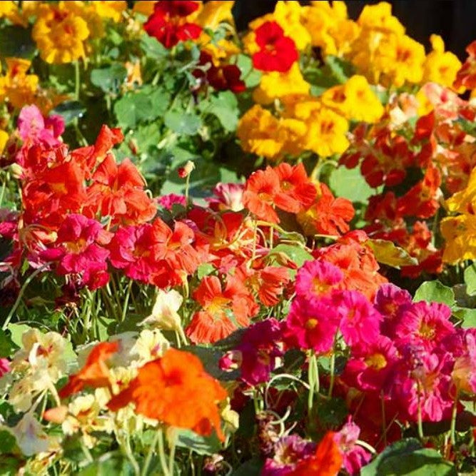 Nasturtium Seeds - Whirleybird Double Mix