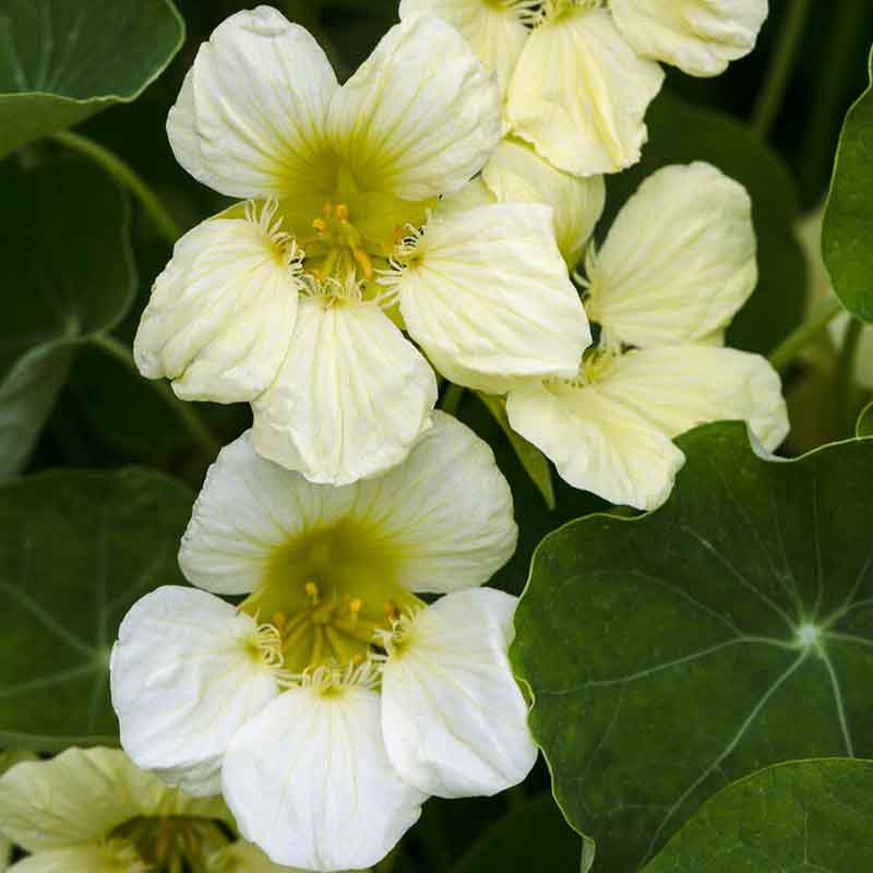 Nasturtium Seeds - Yeti