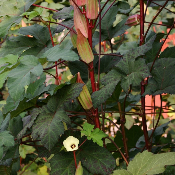 Okra Seeds - Hill Country Red