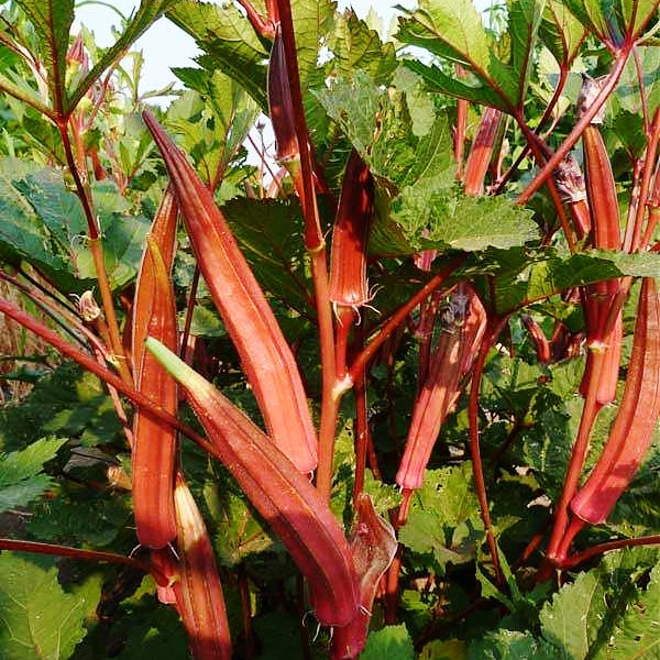 Okra Seeds - Jing Orange