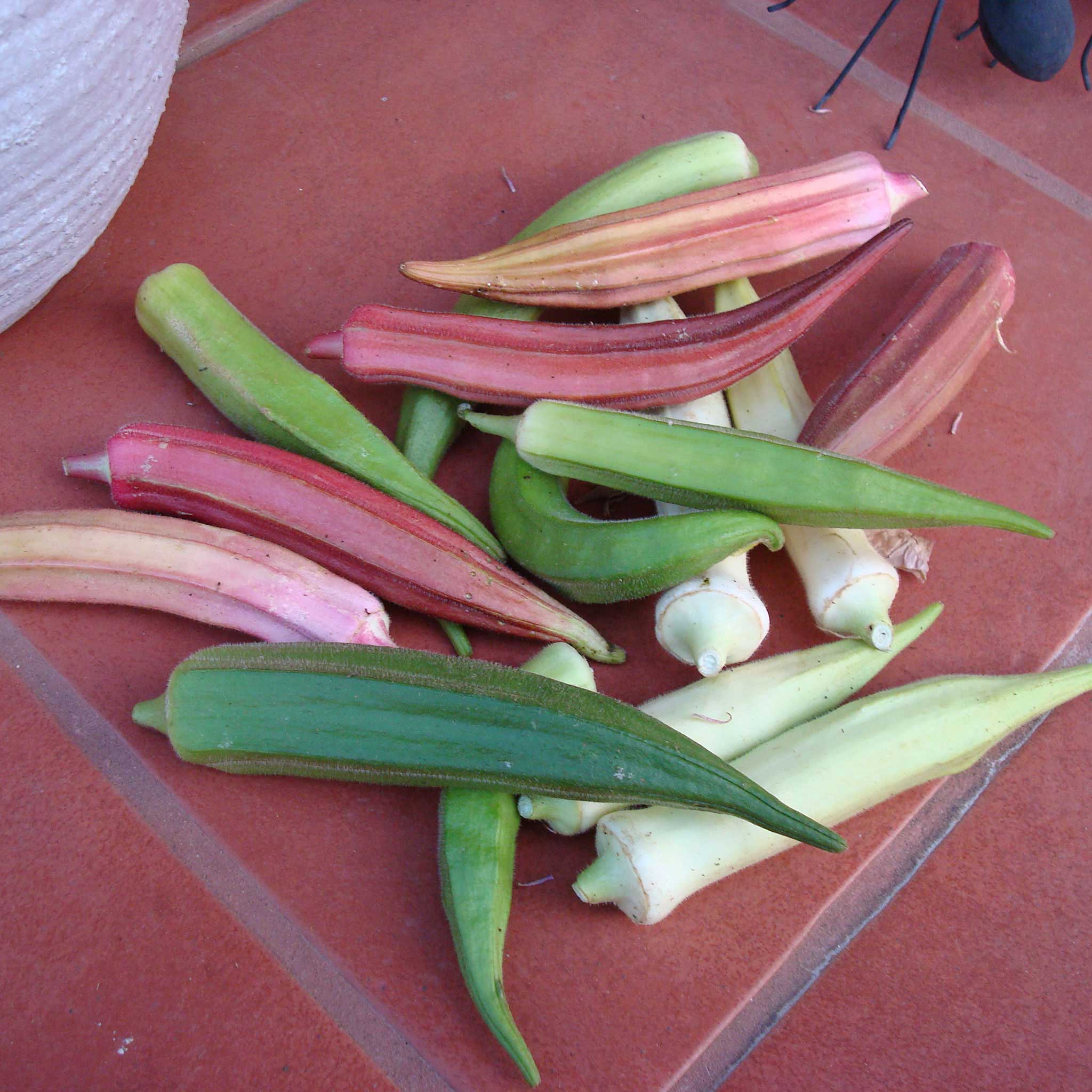 Okra Seeds - Rainbow Fiesta