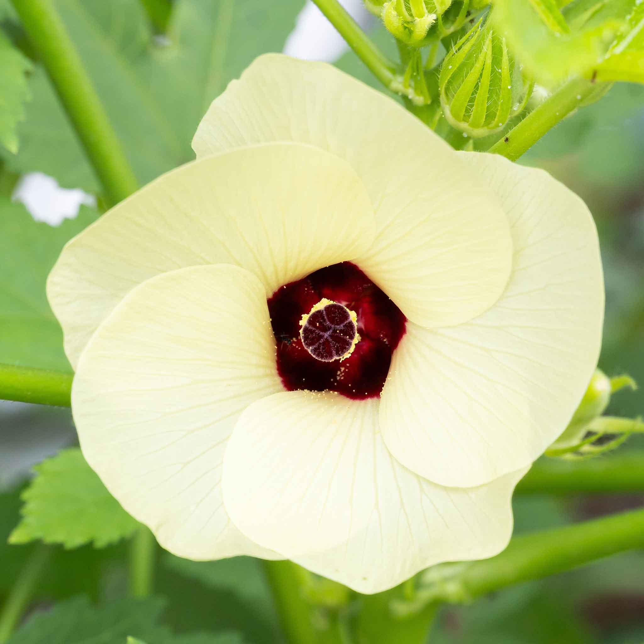 Okra Seeds - Red Burgundy