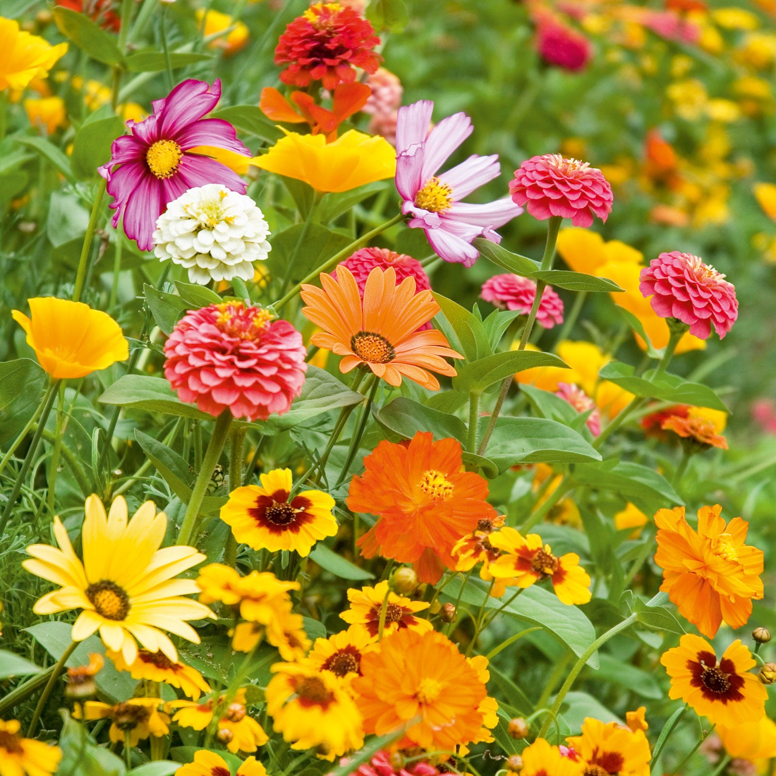 Orange Sherbet Flower Seed Mix