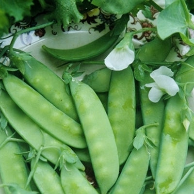 Pea Seeds - Dwarf Grey Sugar