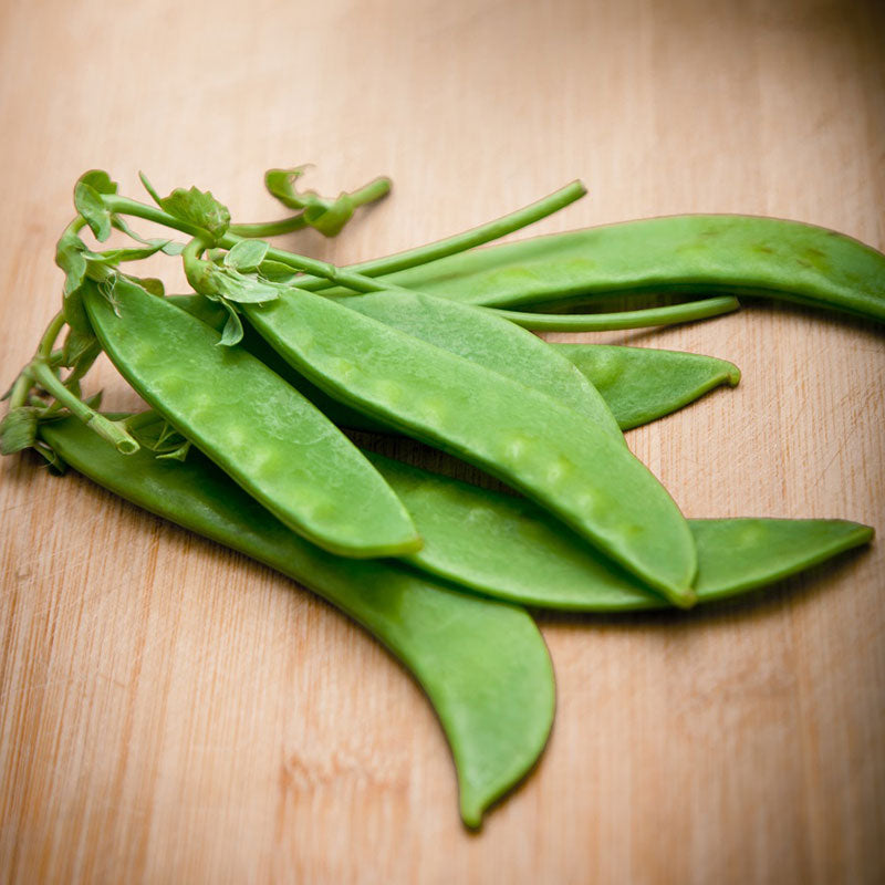 Pea Seeds - Oregon Sugar Pod II