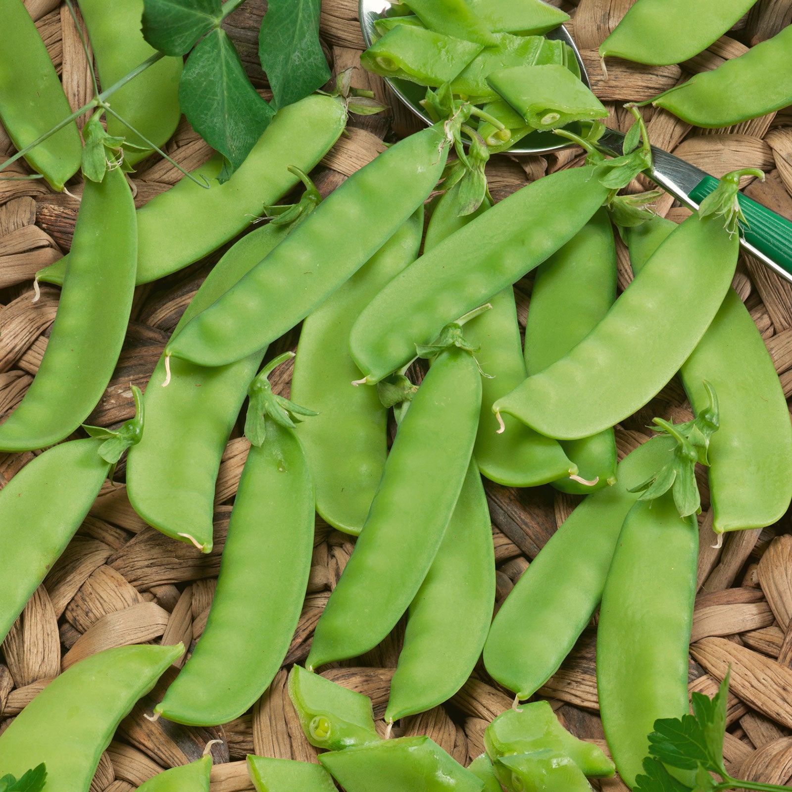 Organic Pea Seeds - Mammoth Melting