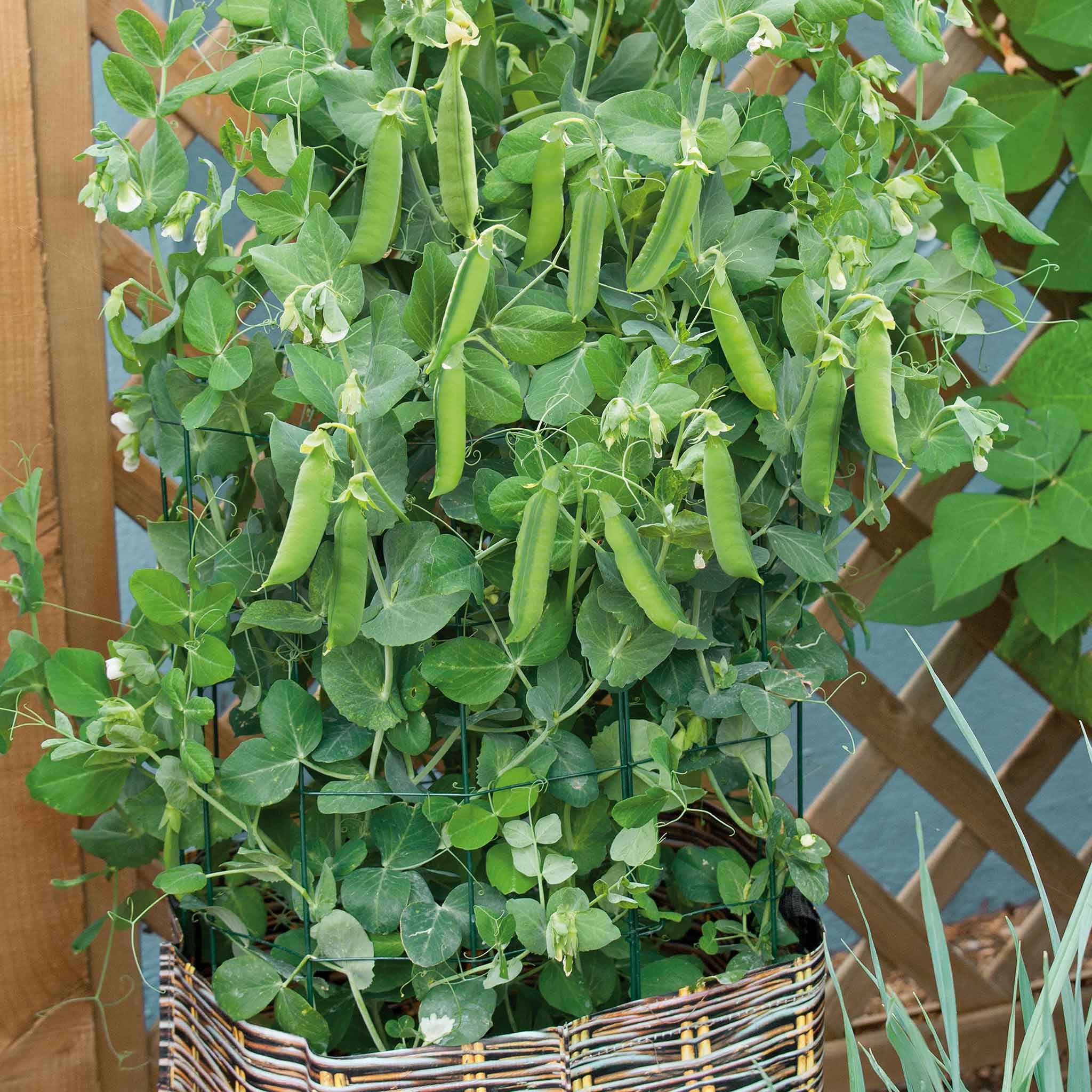 Organic Pea Seeds - Tom Thumb