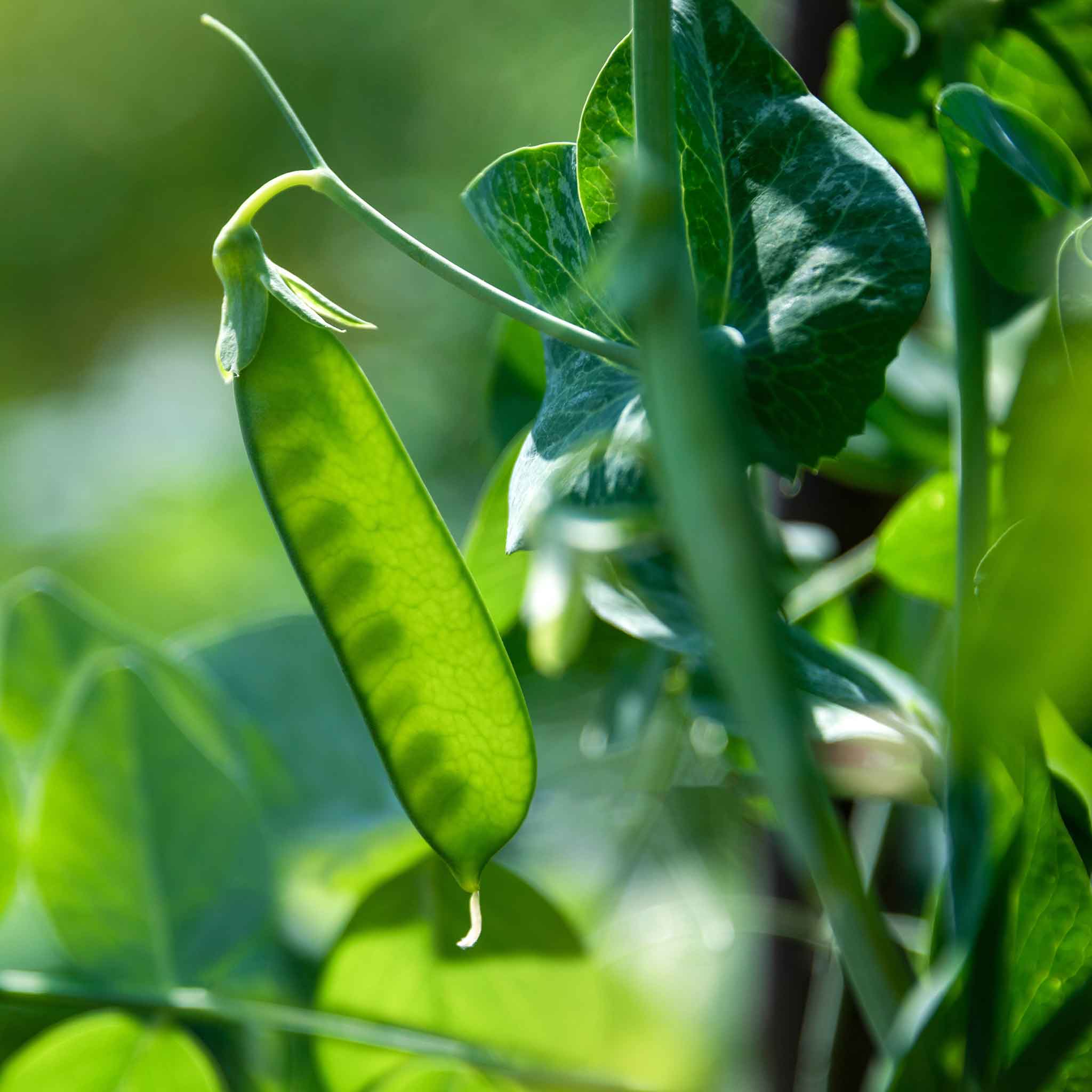 Pea Seeds - Dwarf White Sugar