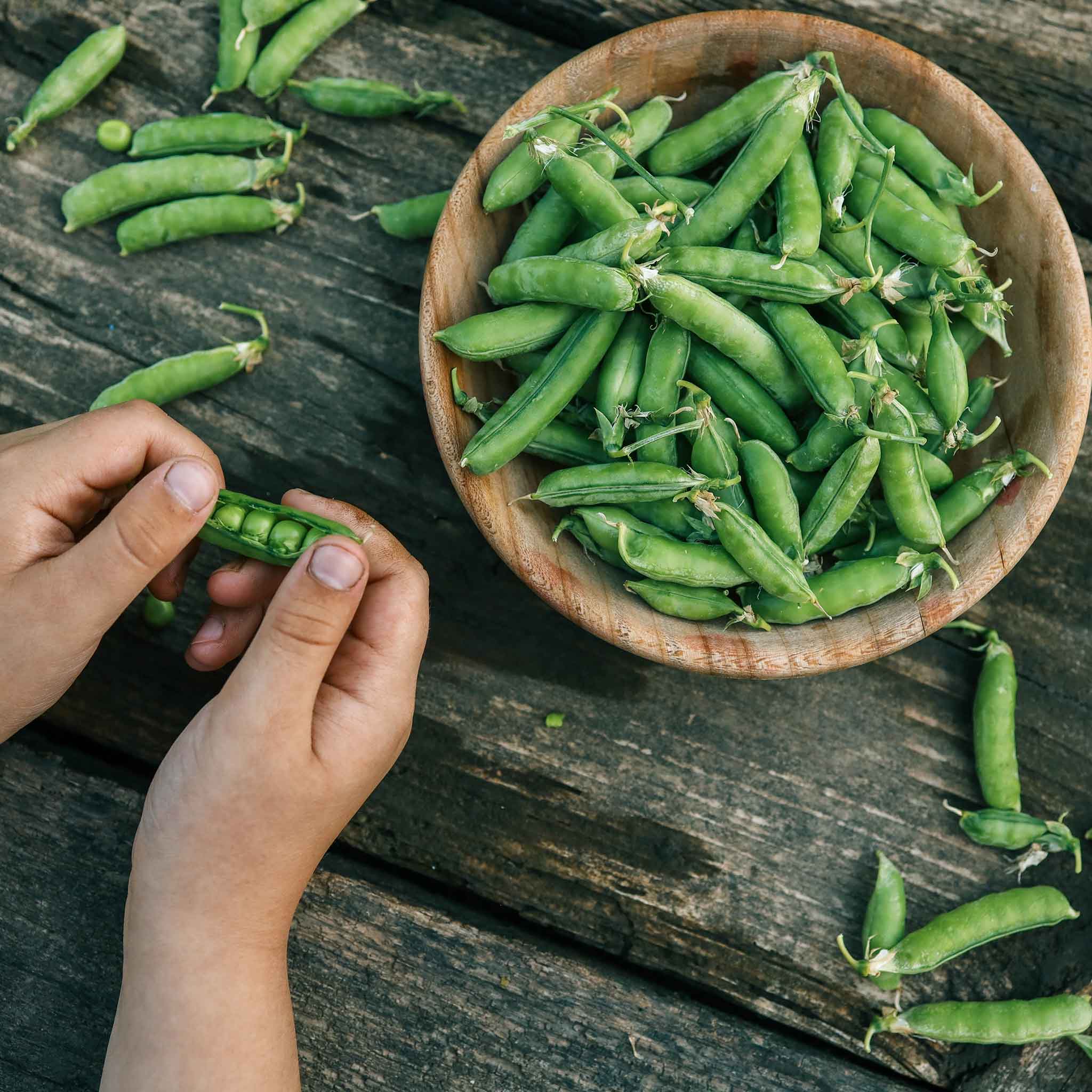 Pea Seeds - Little Marvel