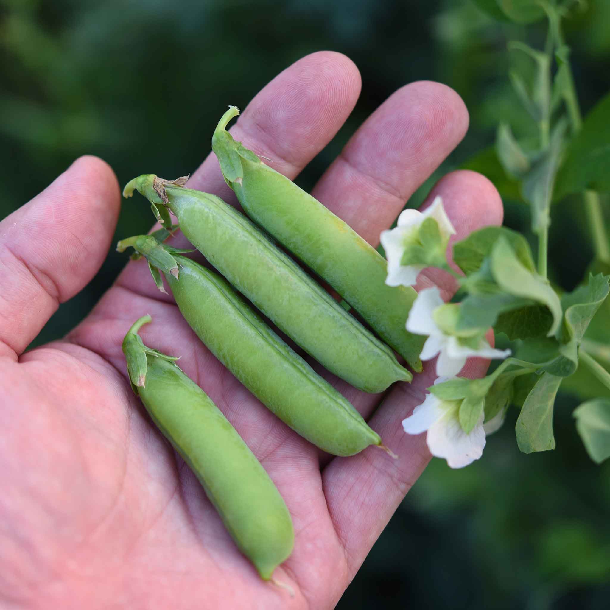 Pea Seeds - Little Marvel